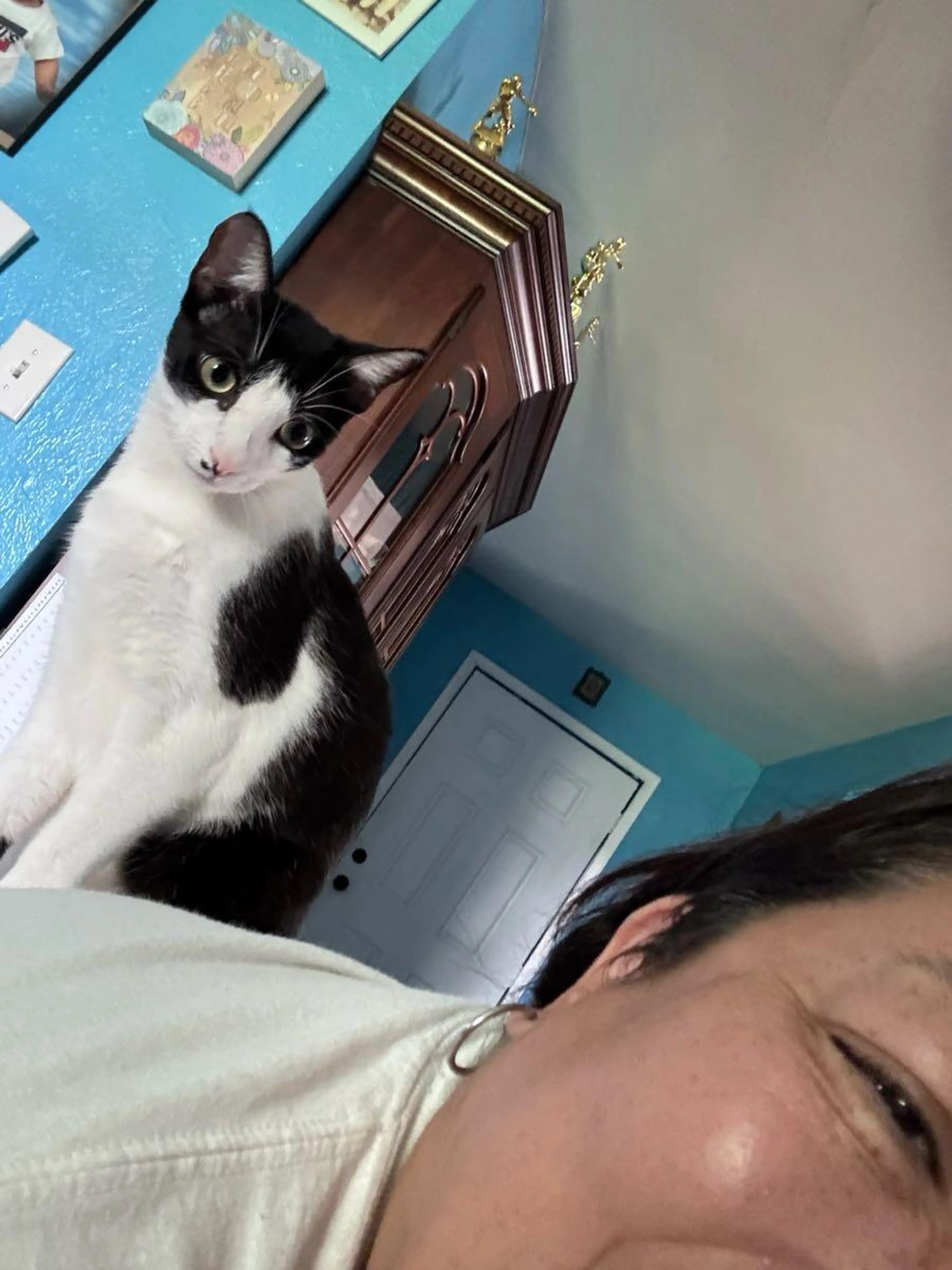 Lost pet