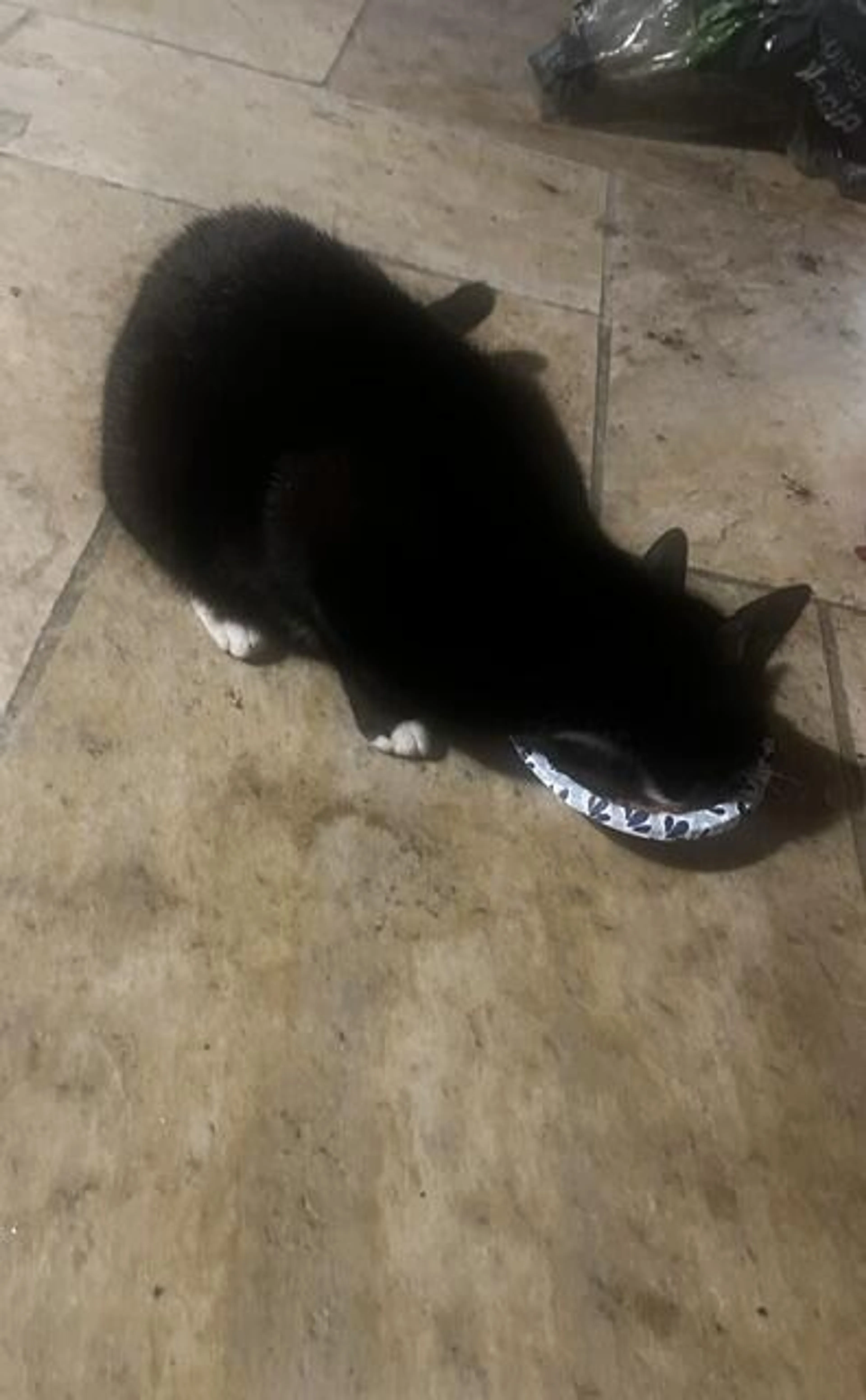 Found pet