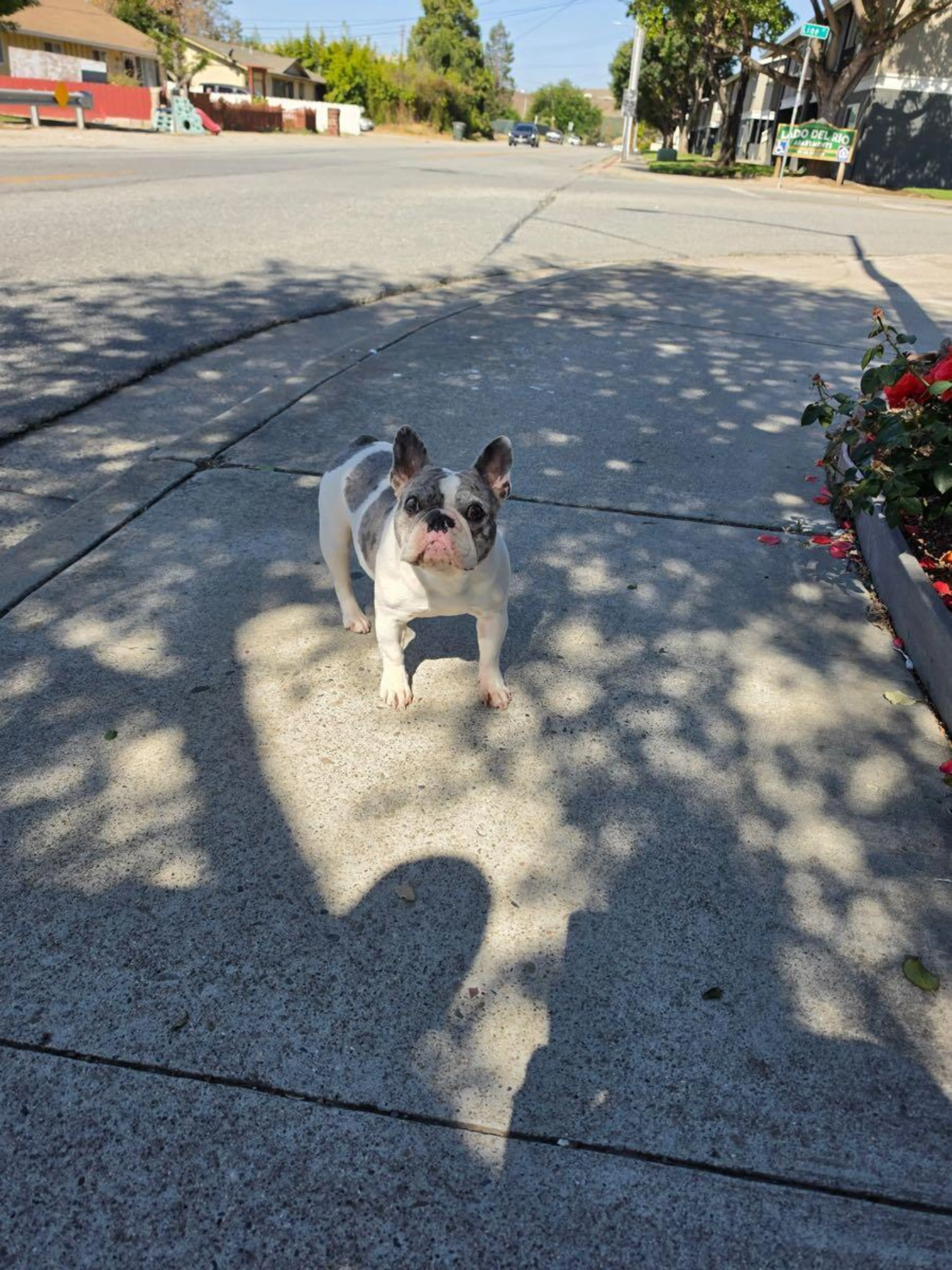 Found pet