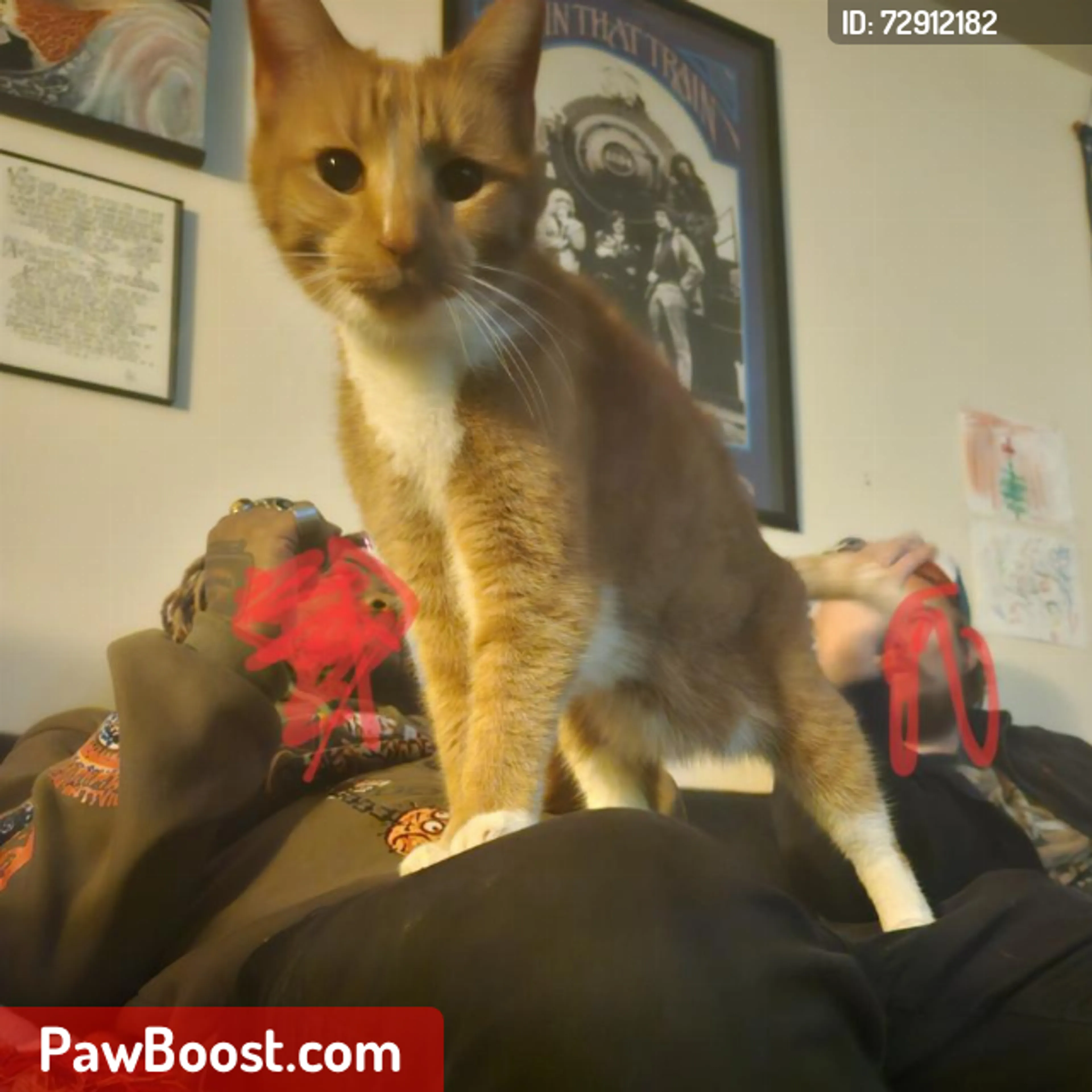 Lost pet