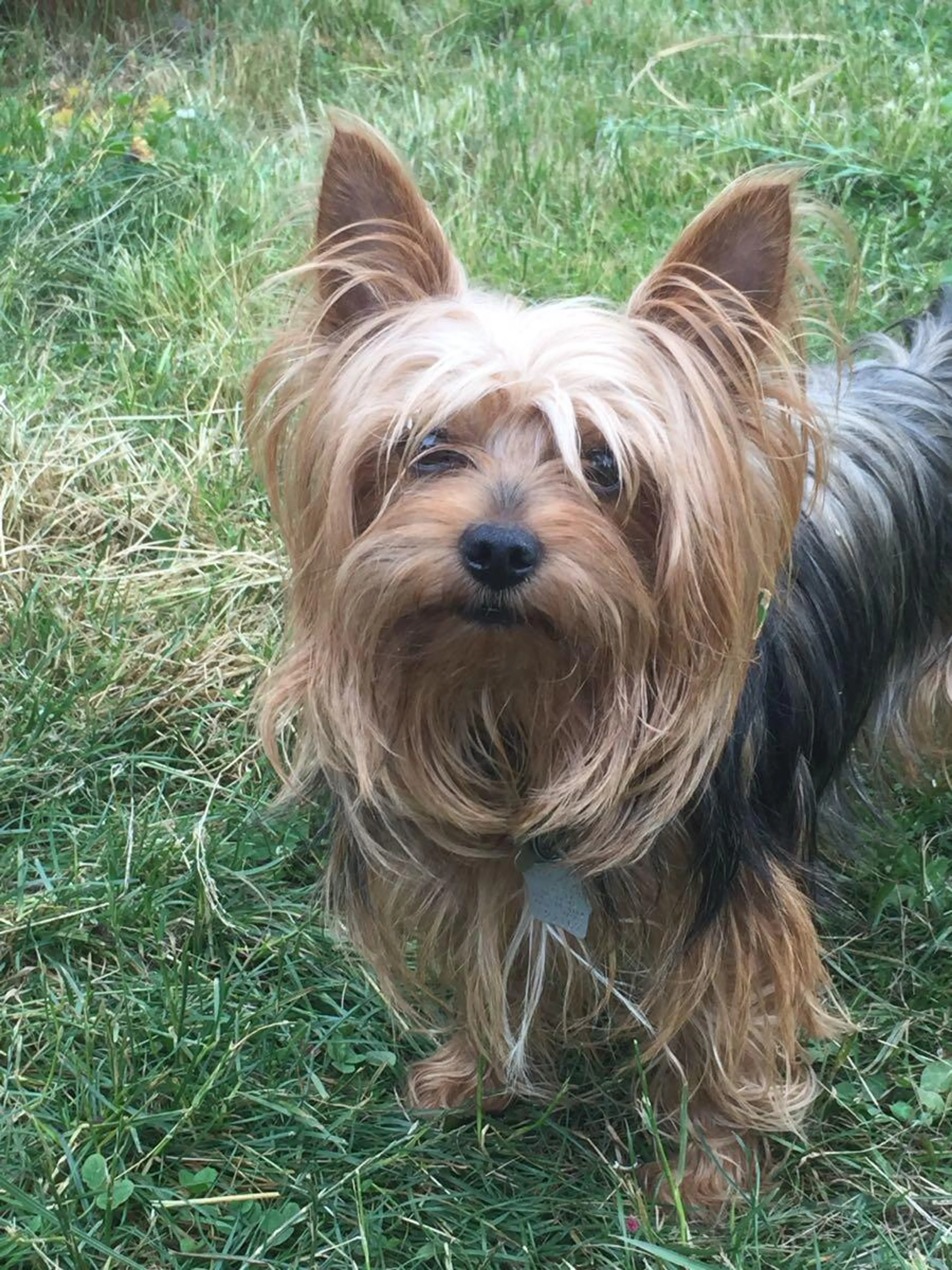 Lost pet