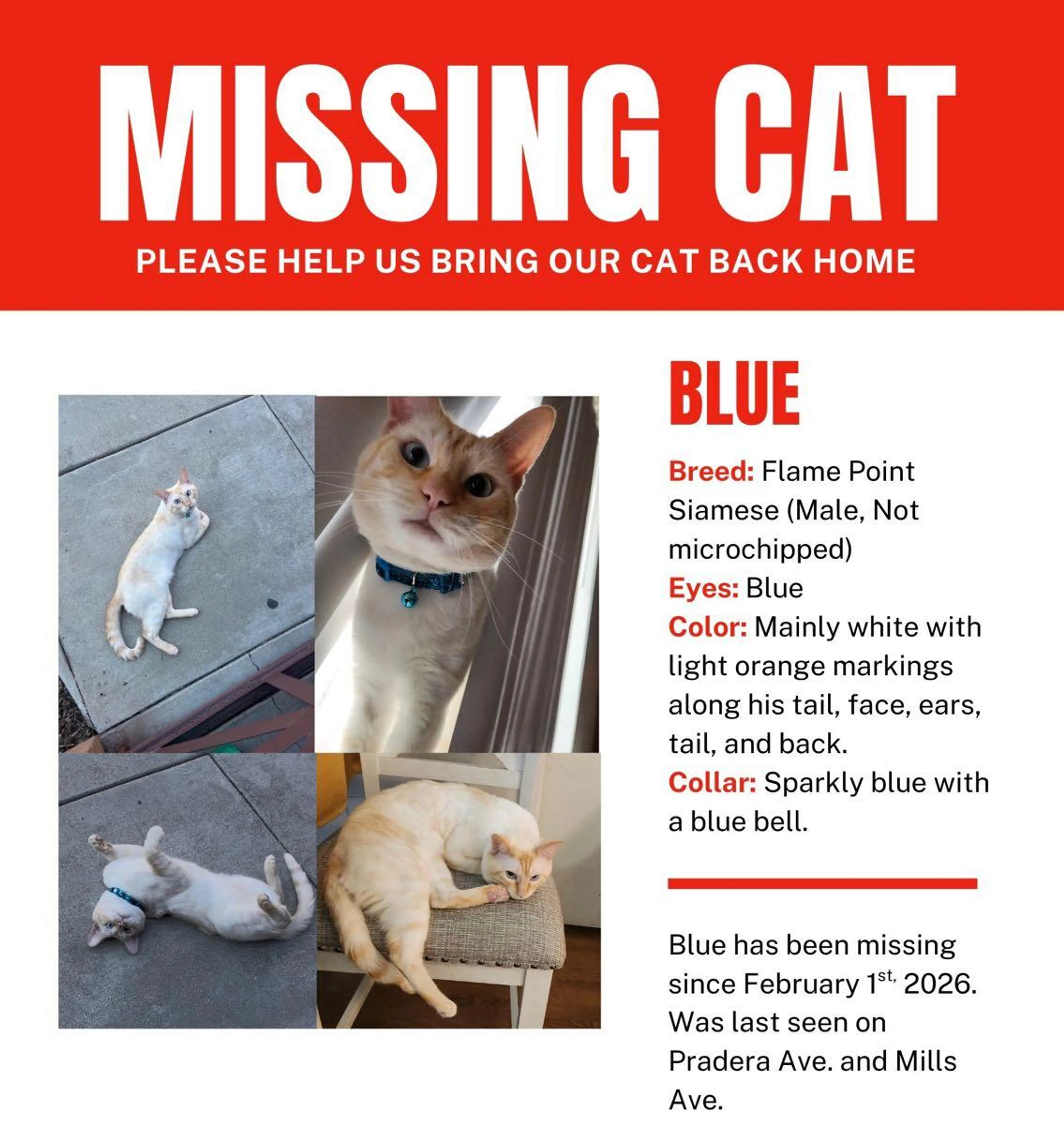Lost pet