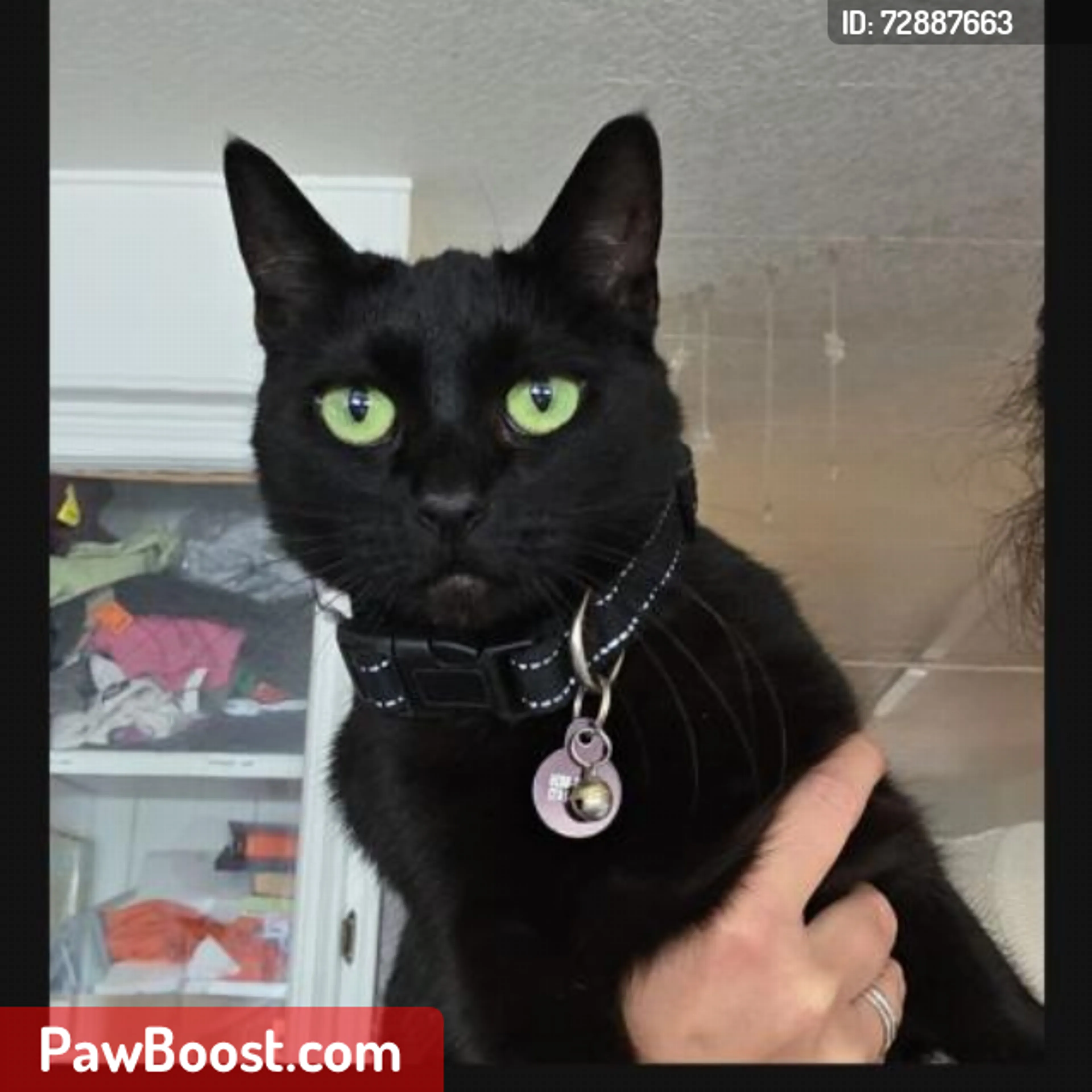 Lost pet