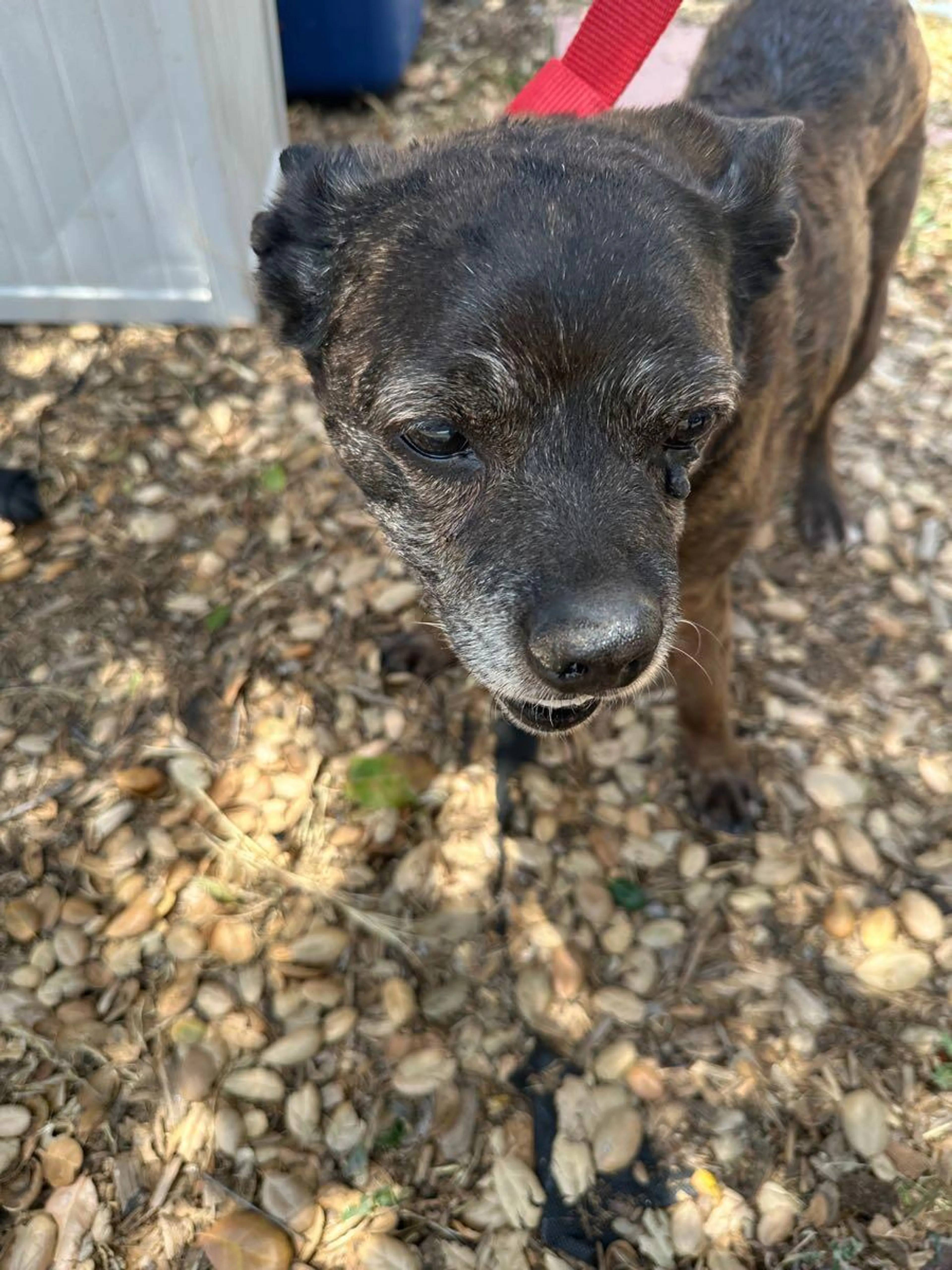 Found pet