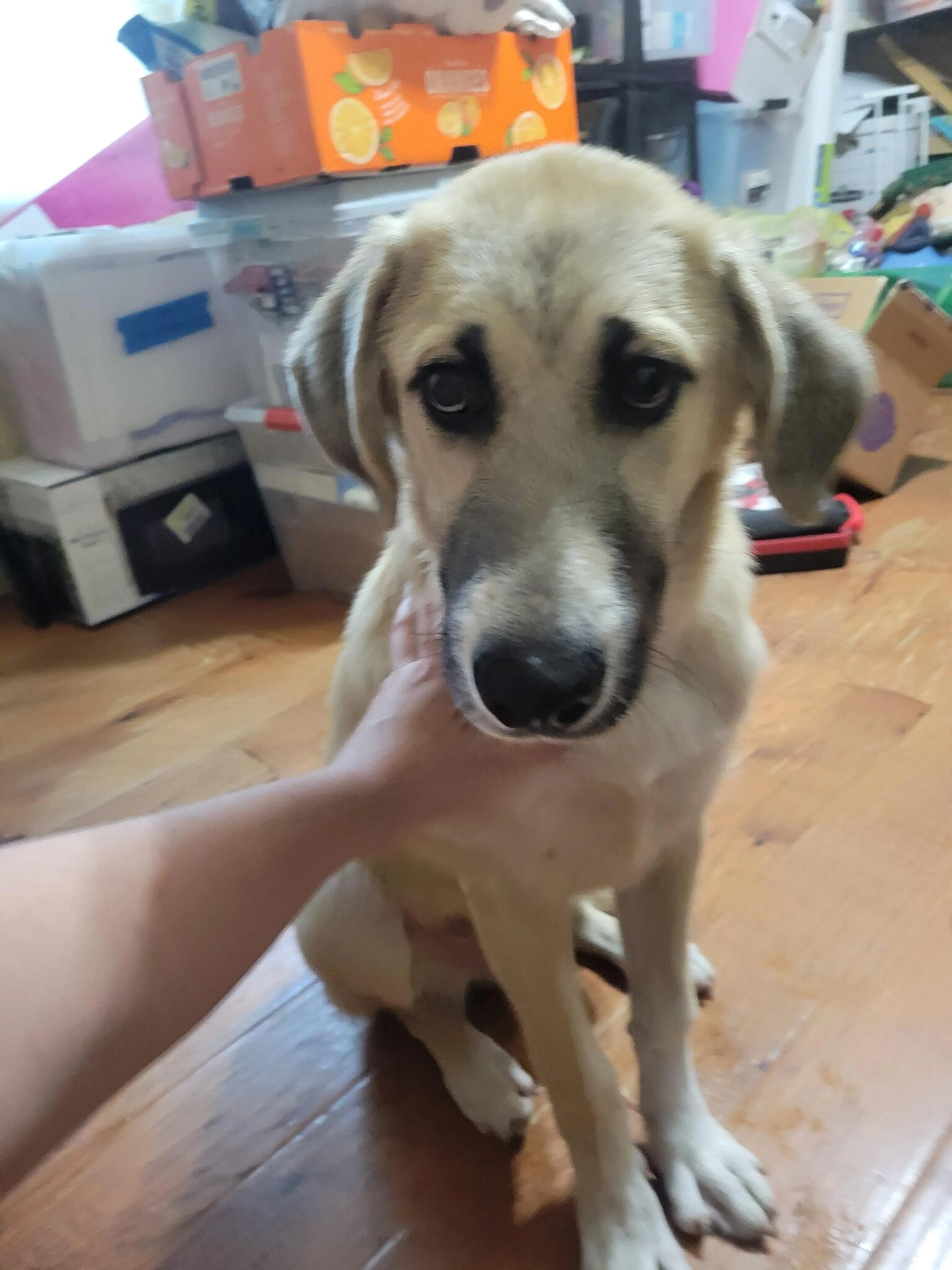 Found pet
