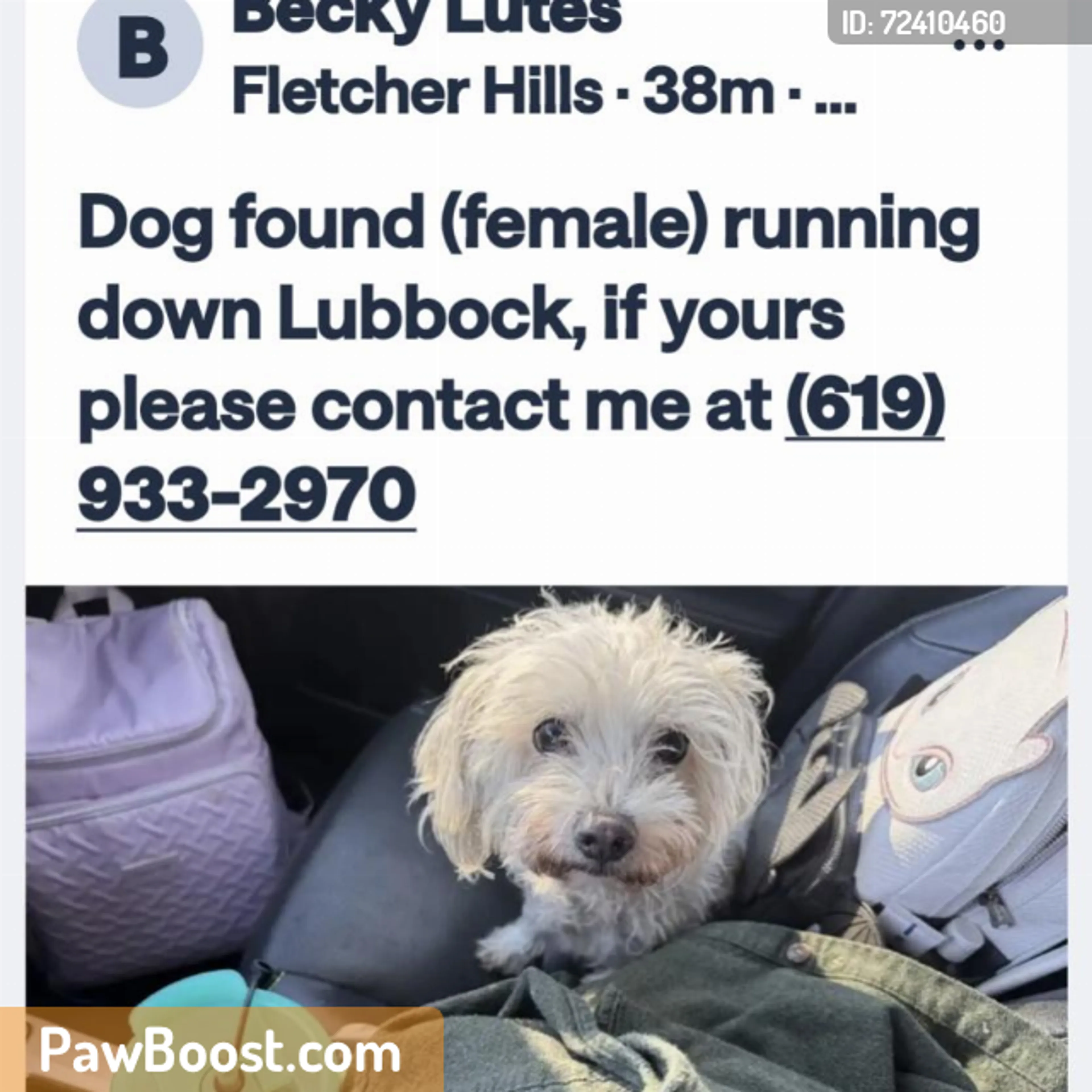Found pet