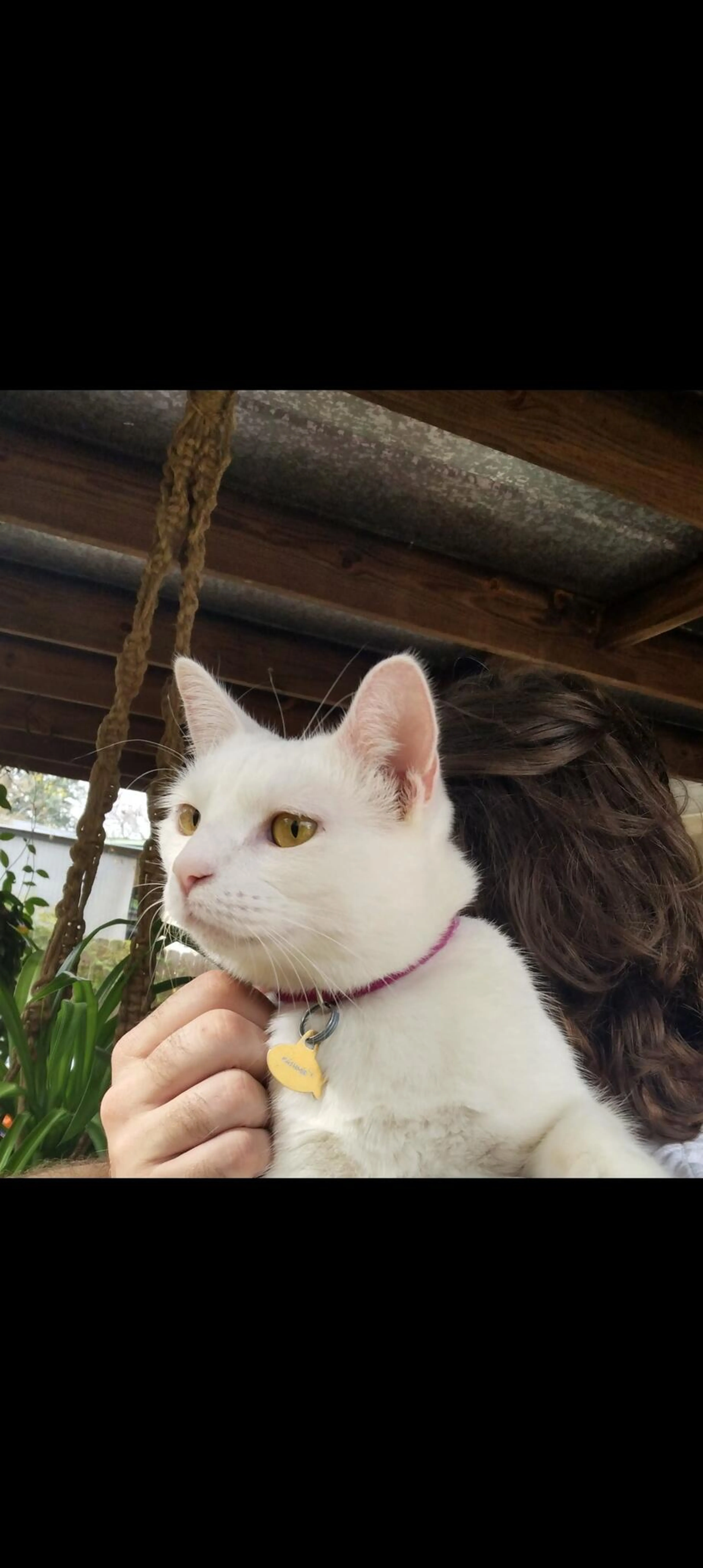 Lost pet
