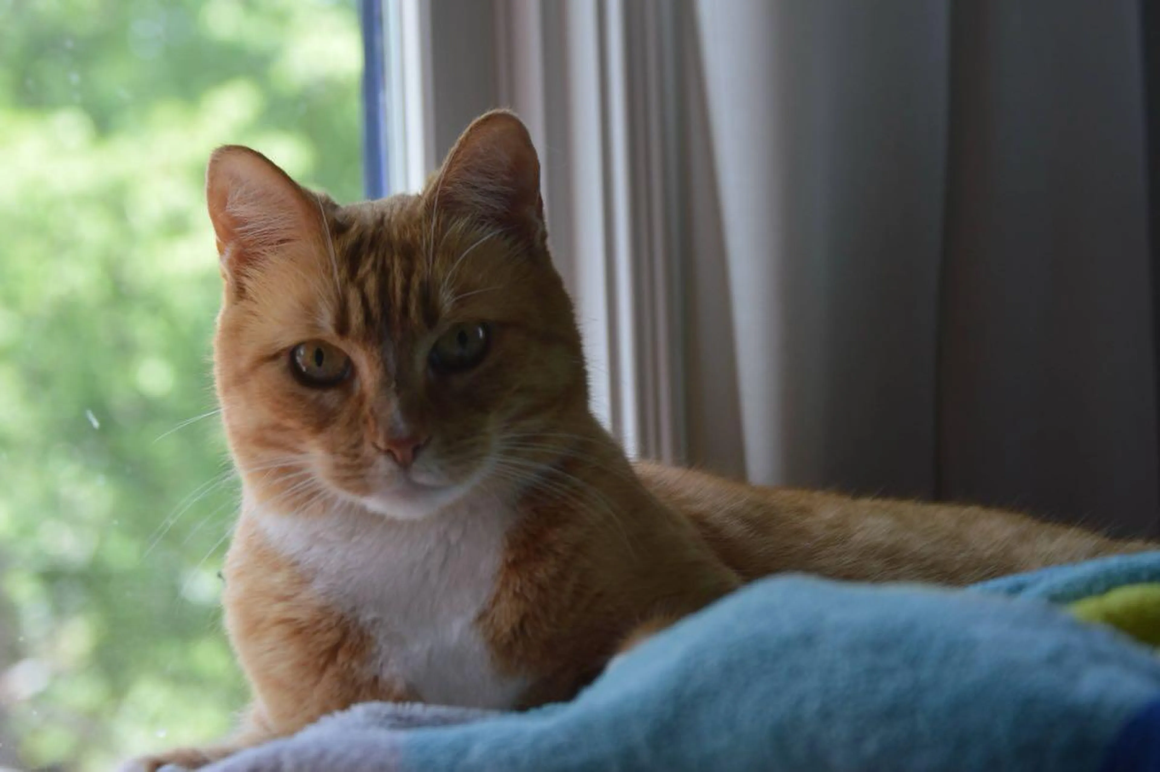 Lost pet