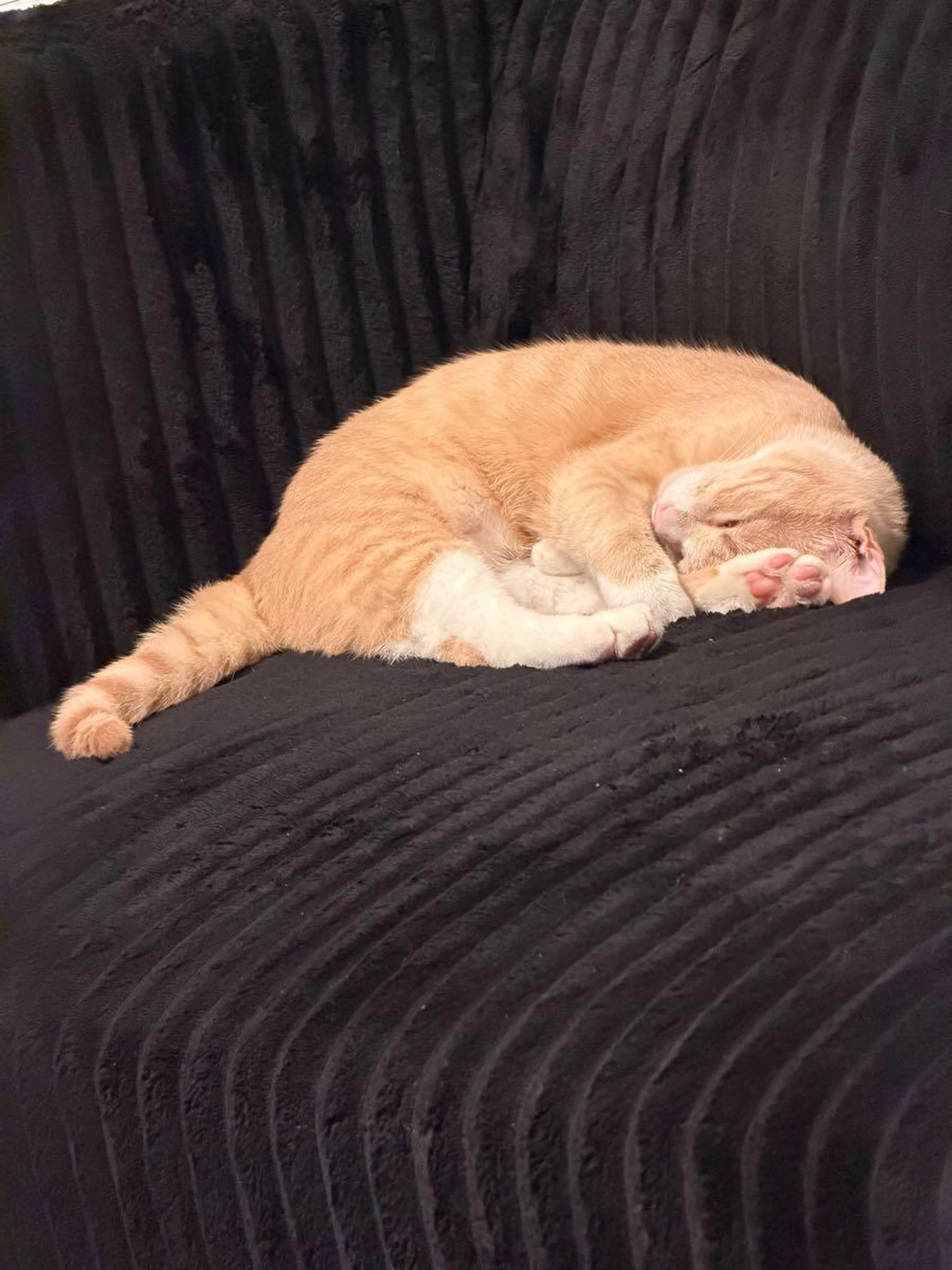 Lost pet