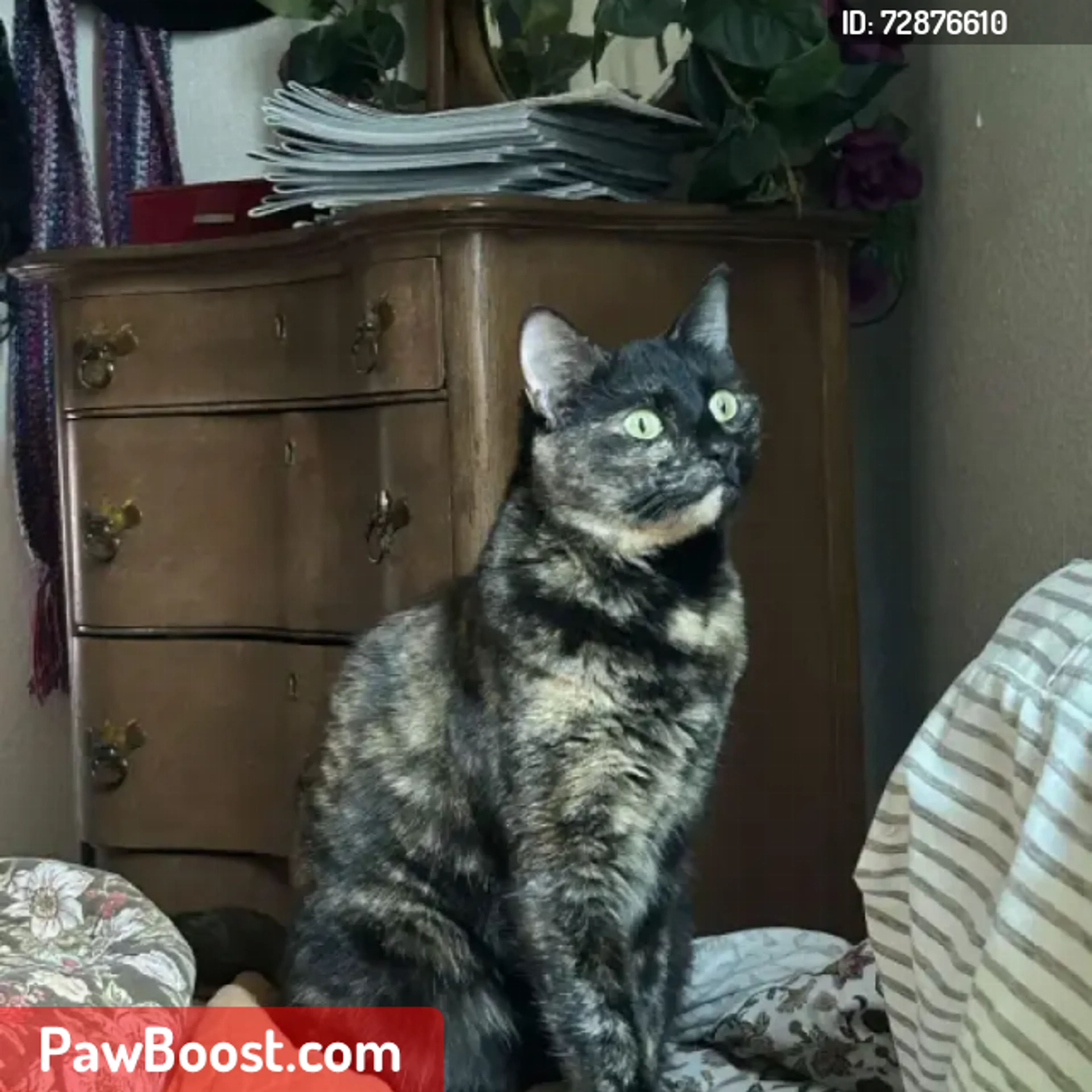 Lost pet