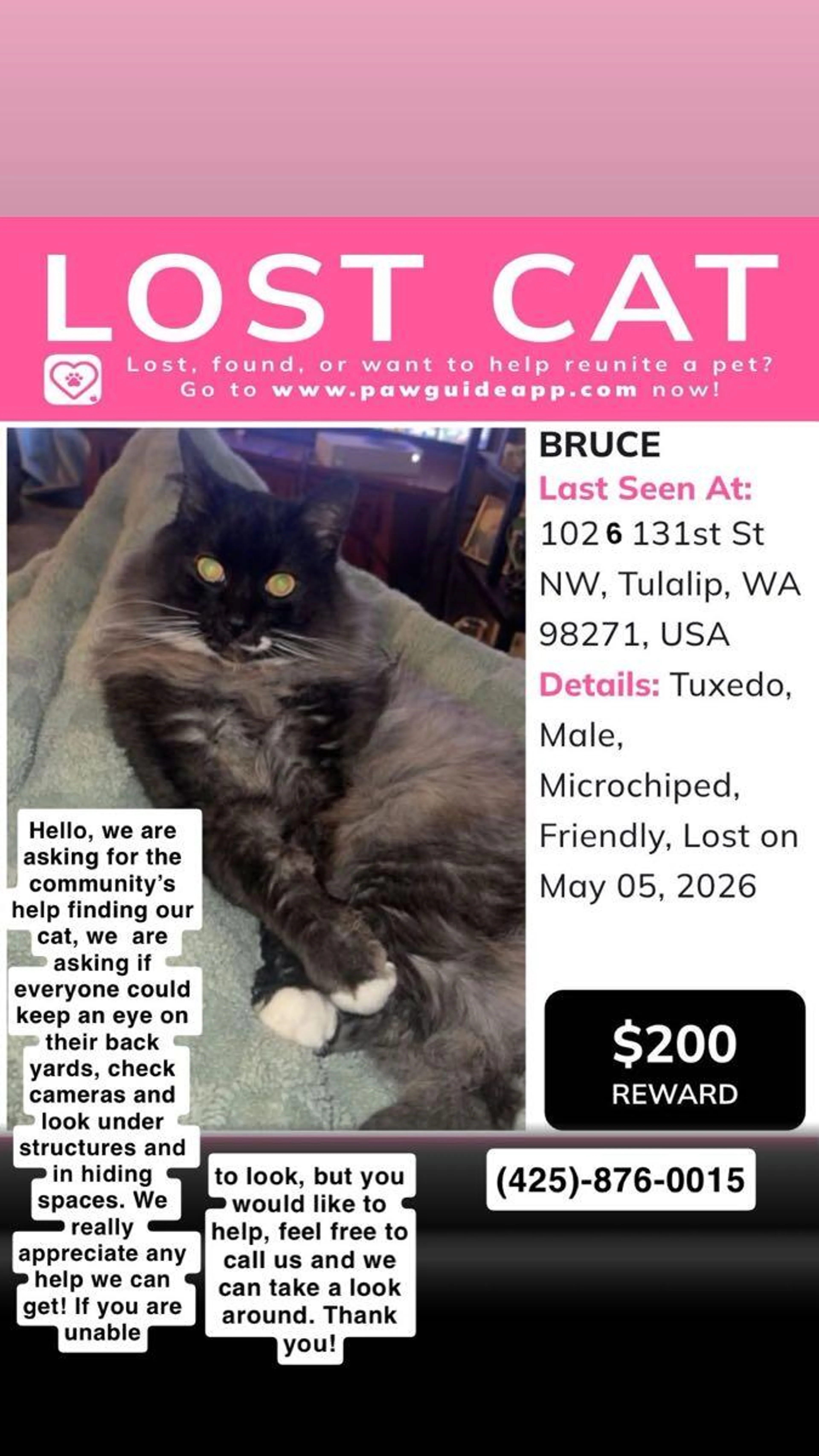 Lost pet