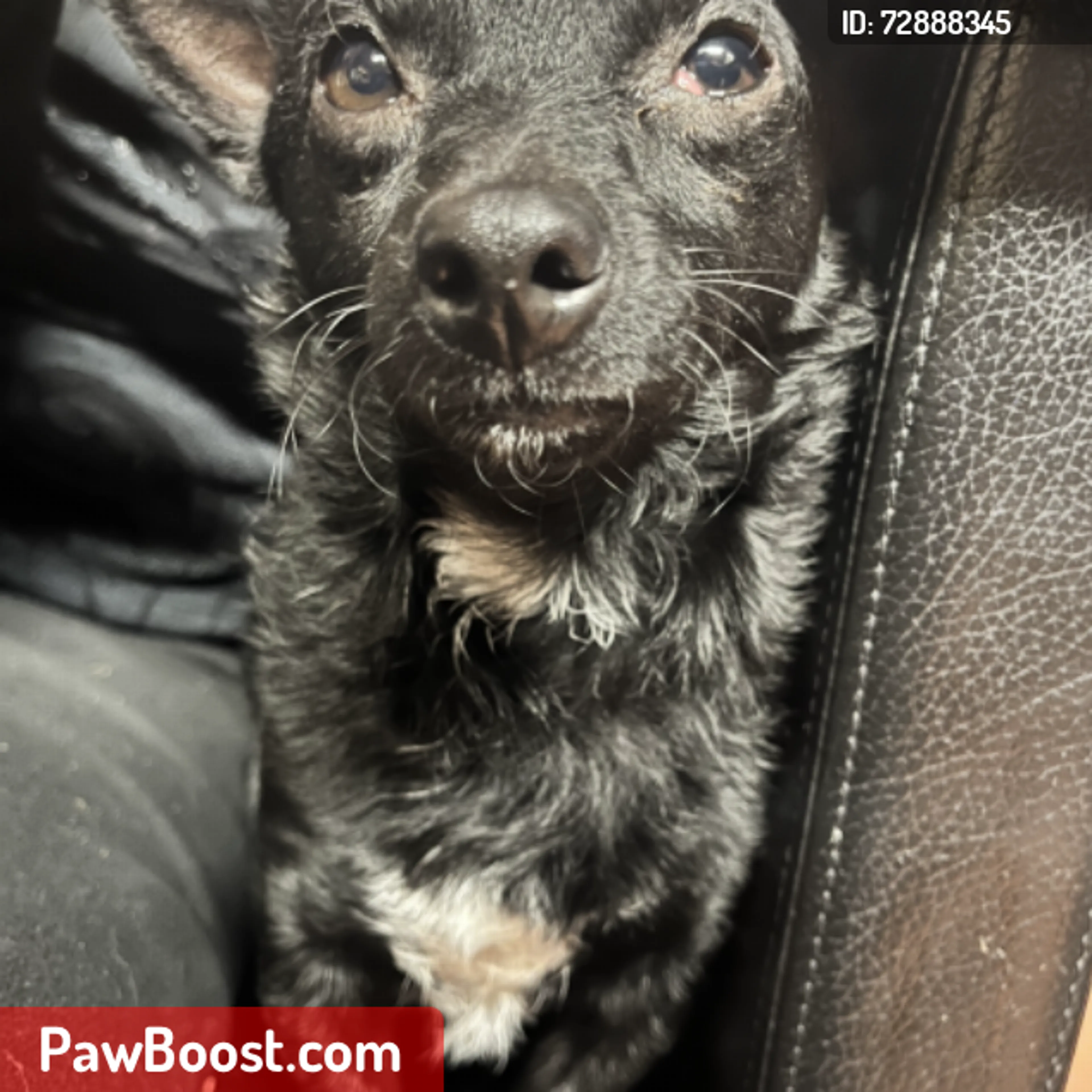 Lost pet