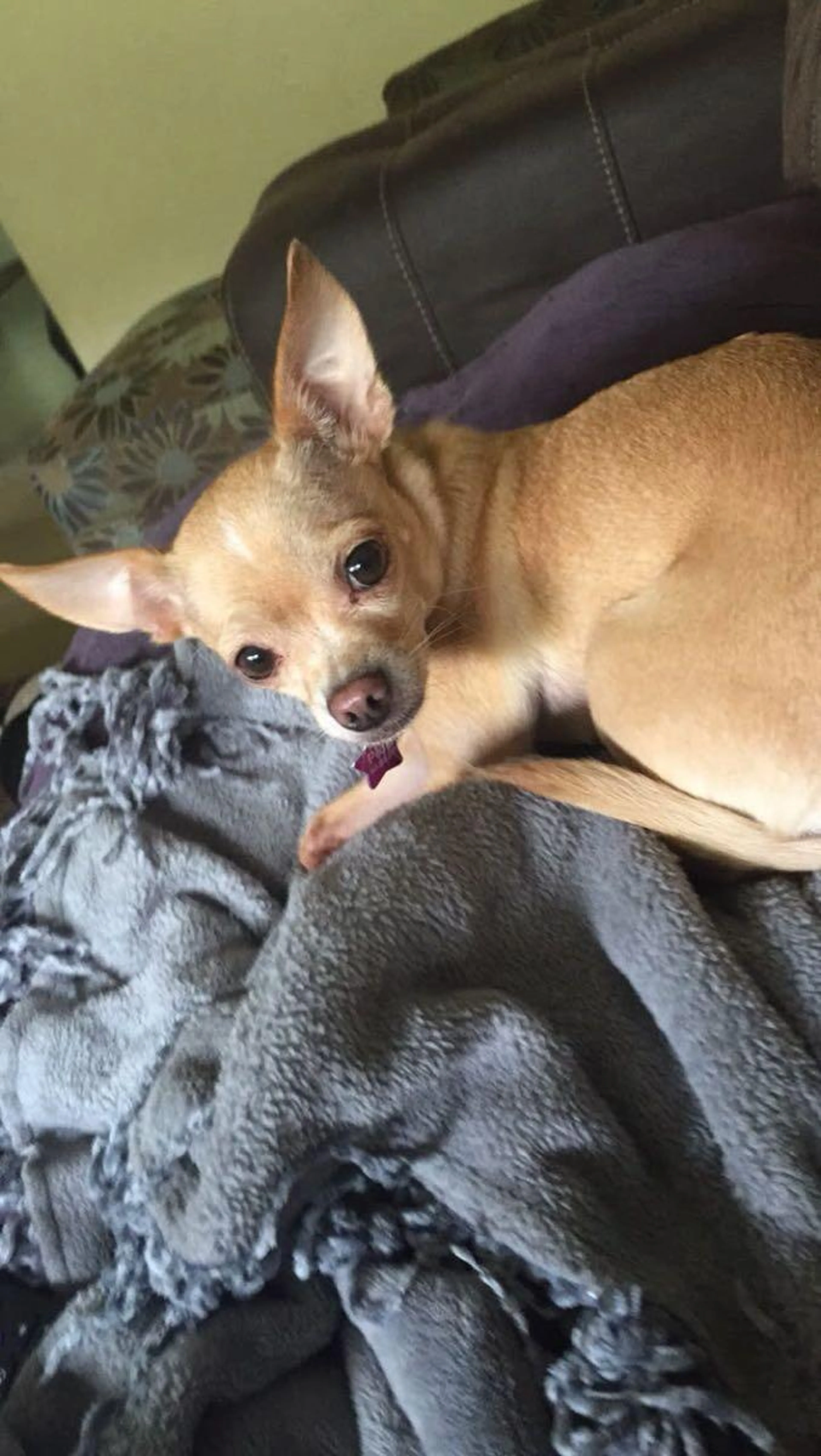 Lost pet
