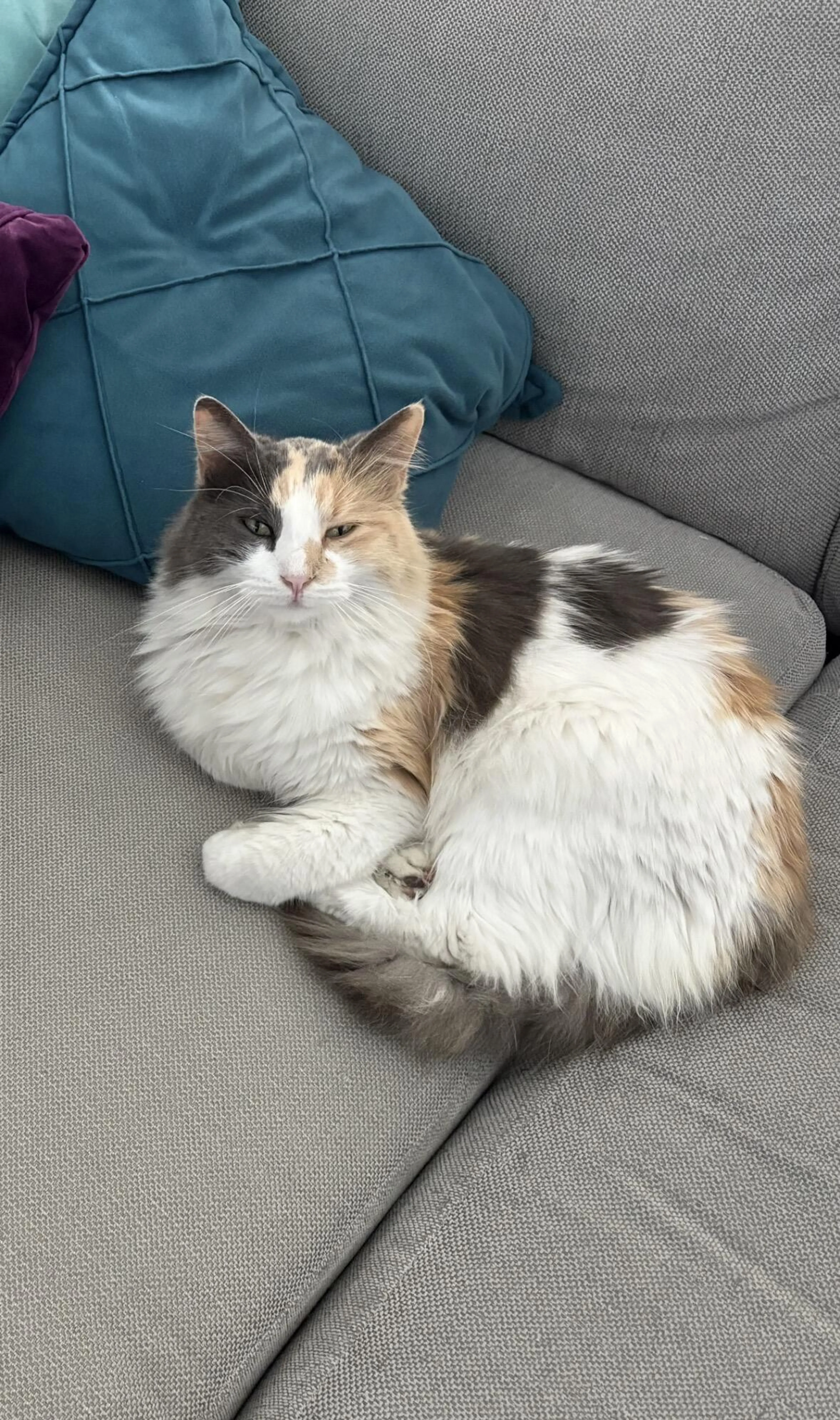 Lost pet