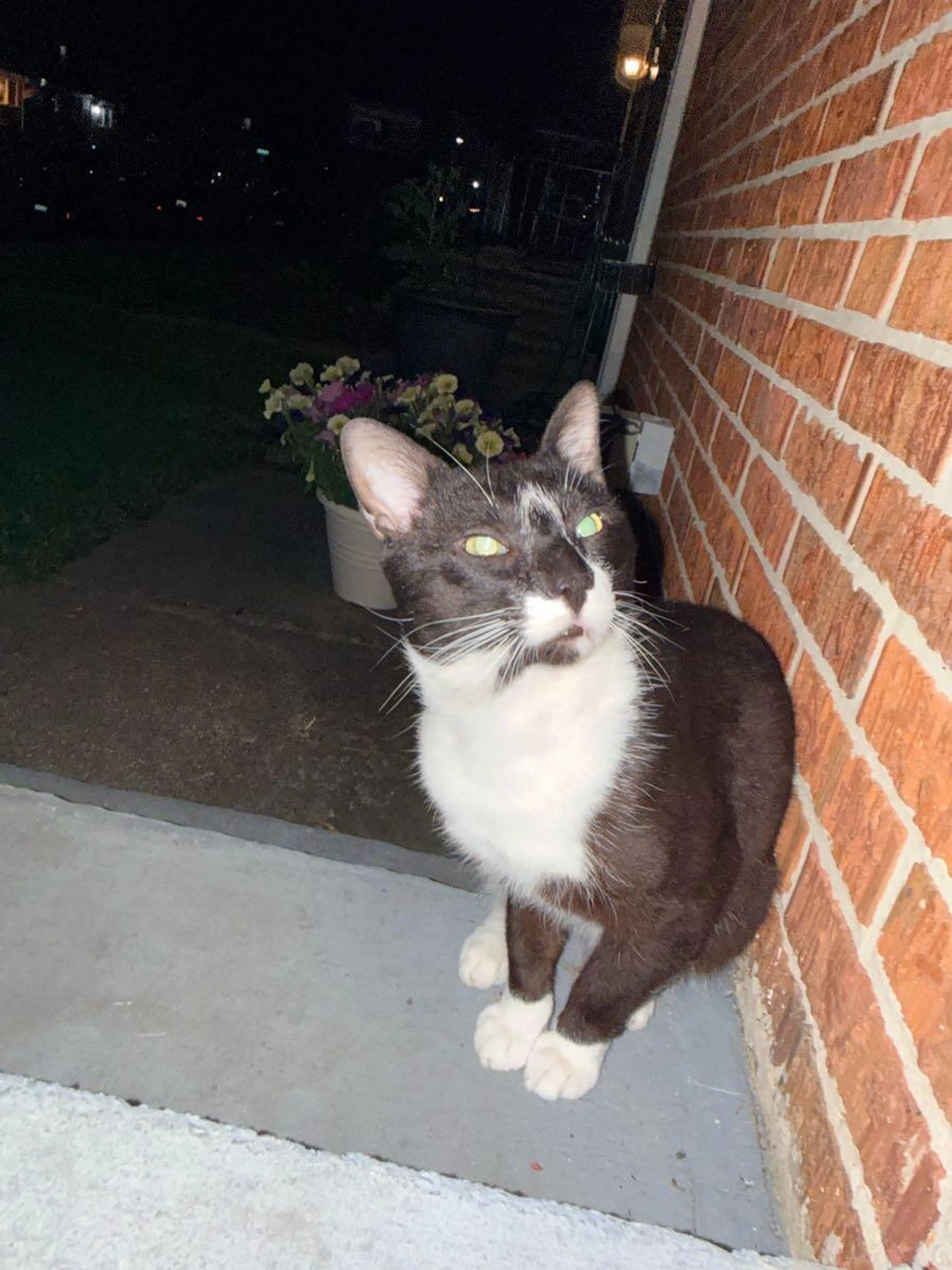 Found pet