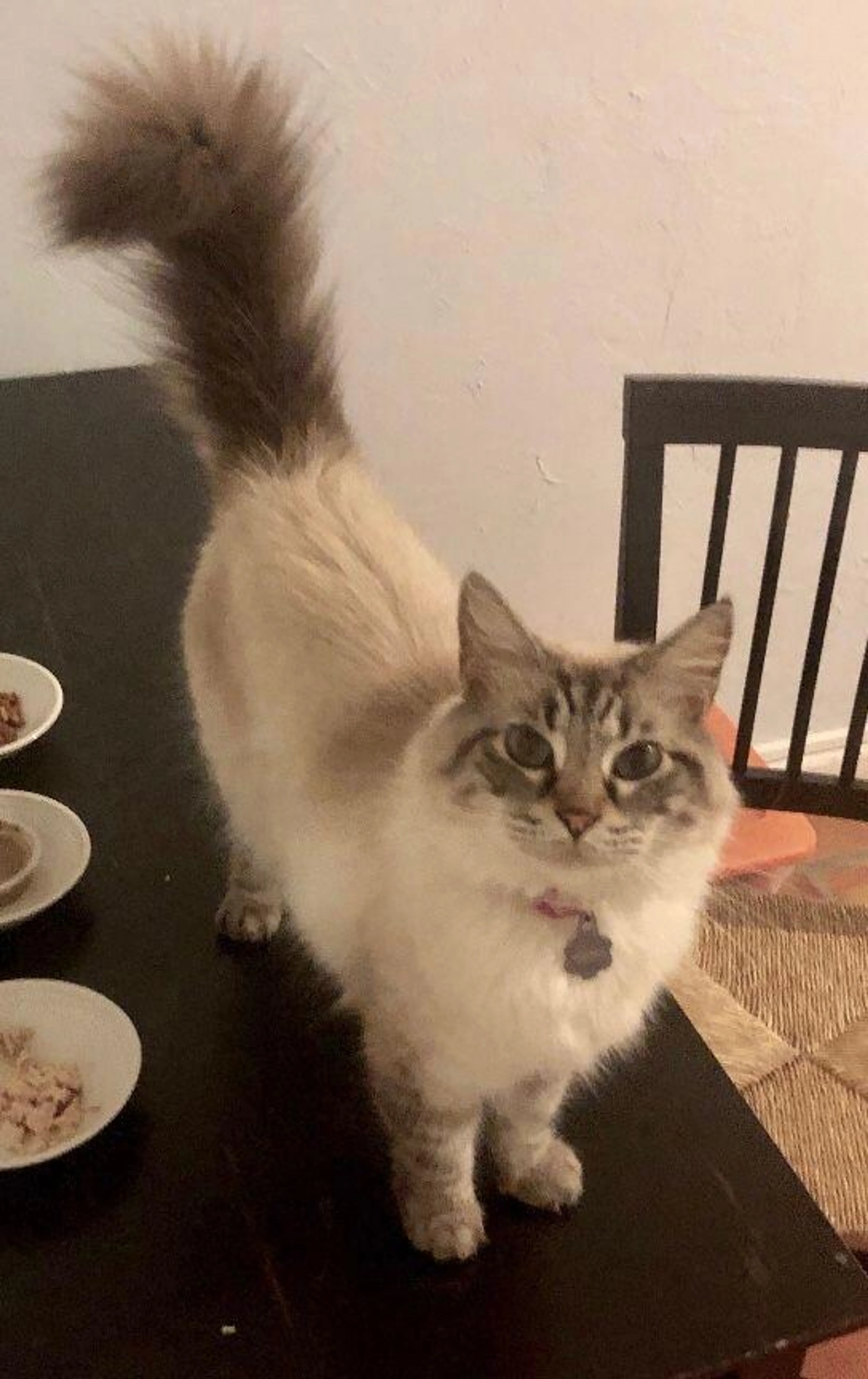 Lost pet