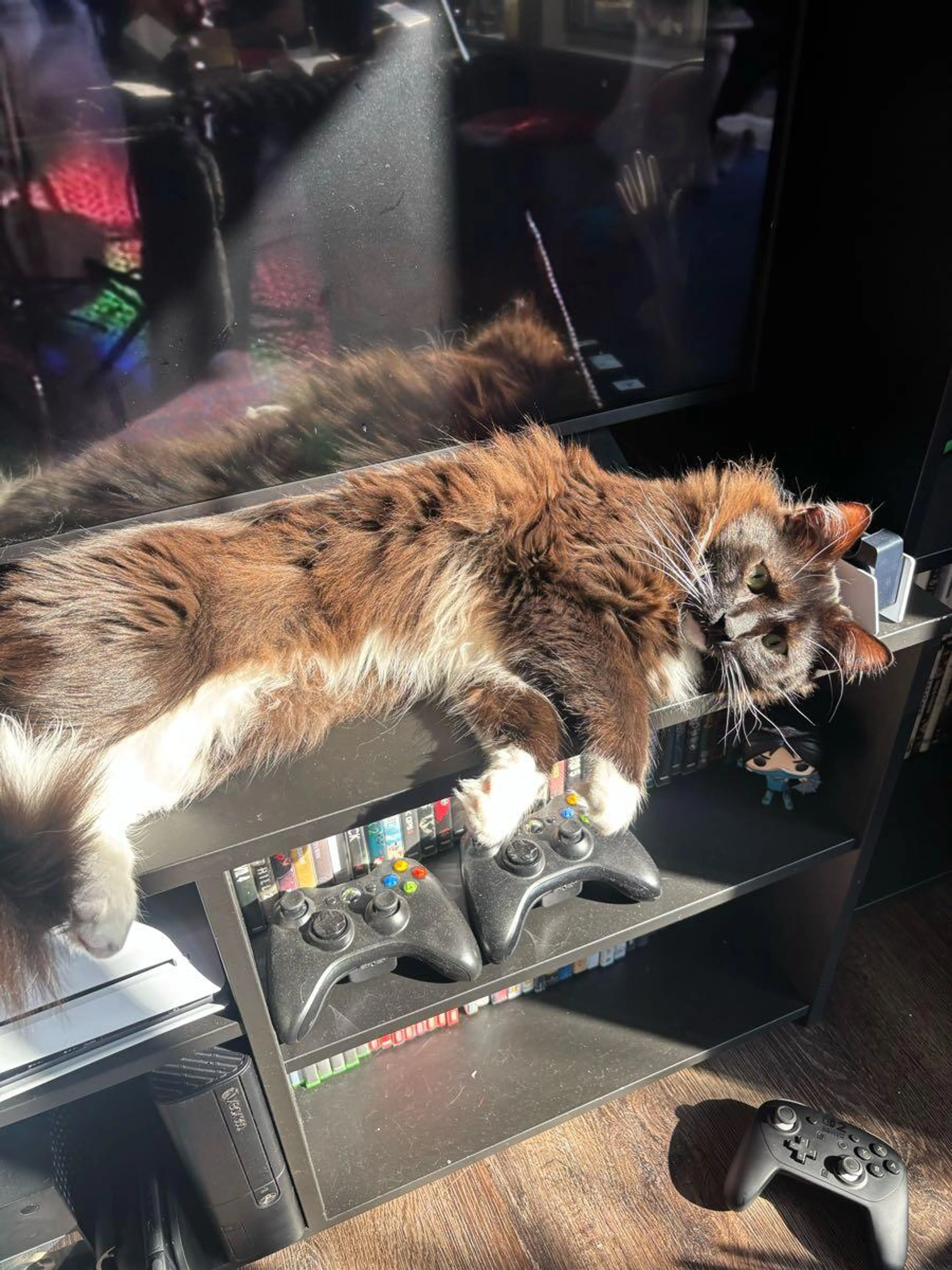 Lost pet