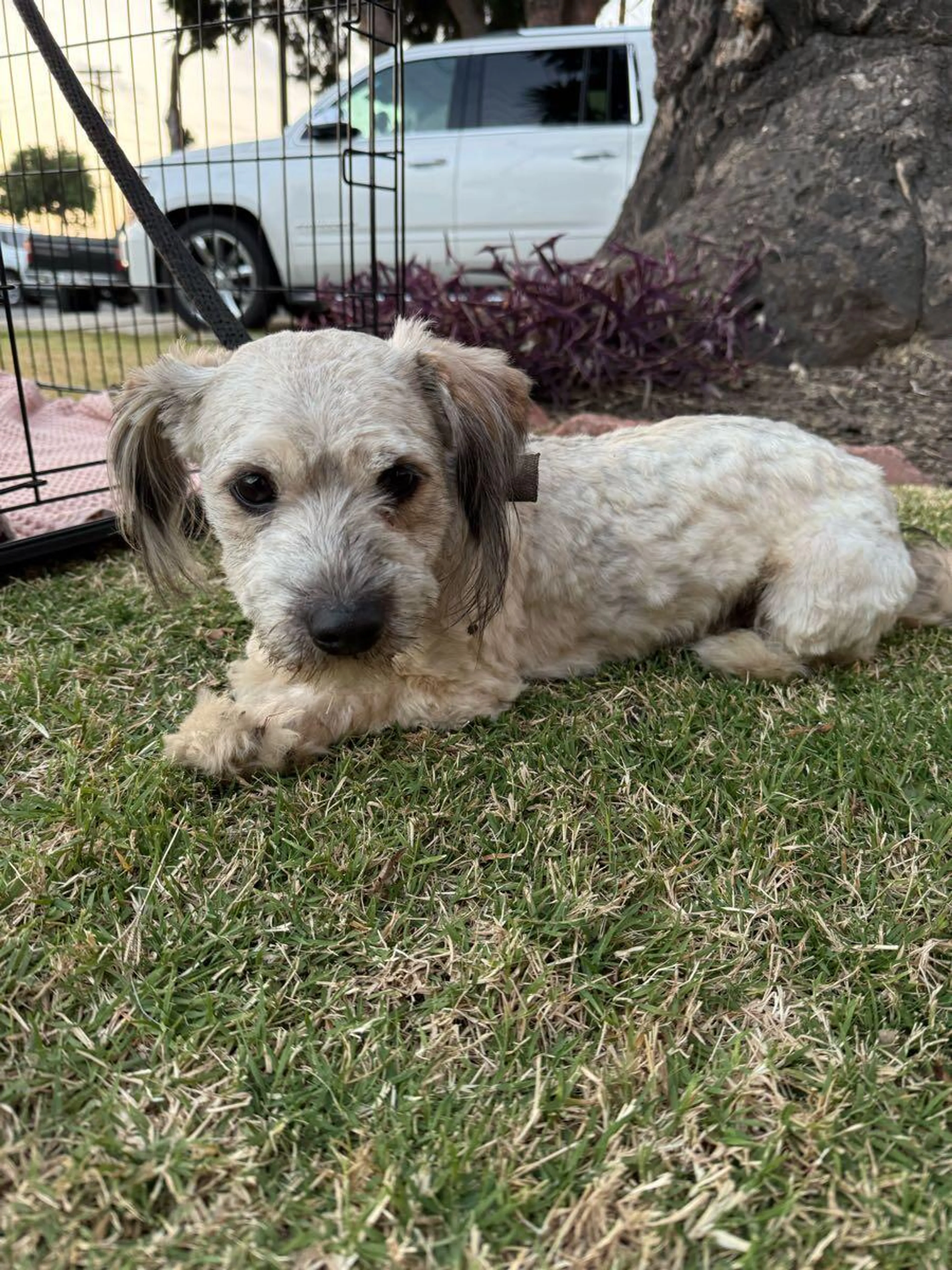 Found pet