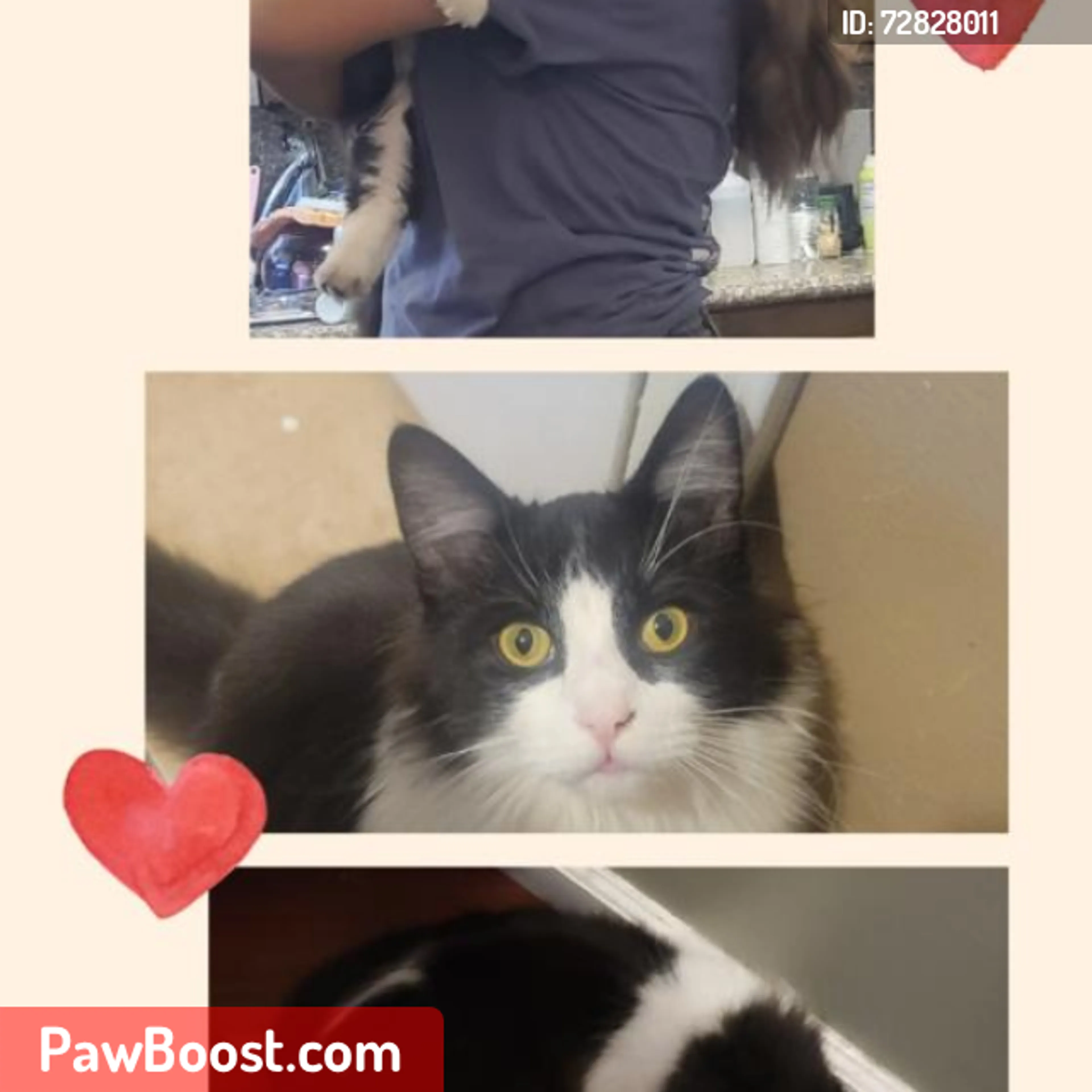Lost pet