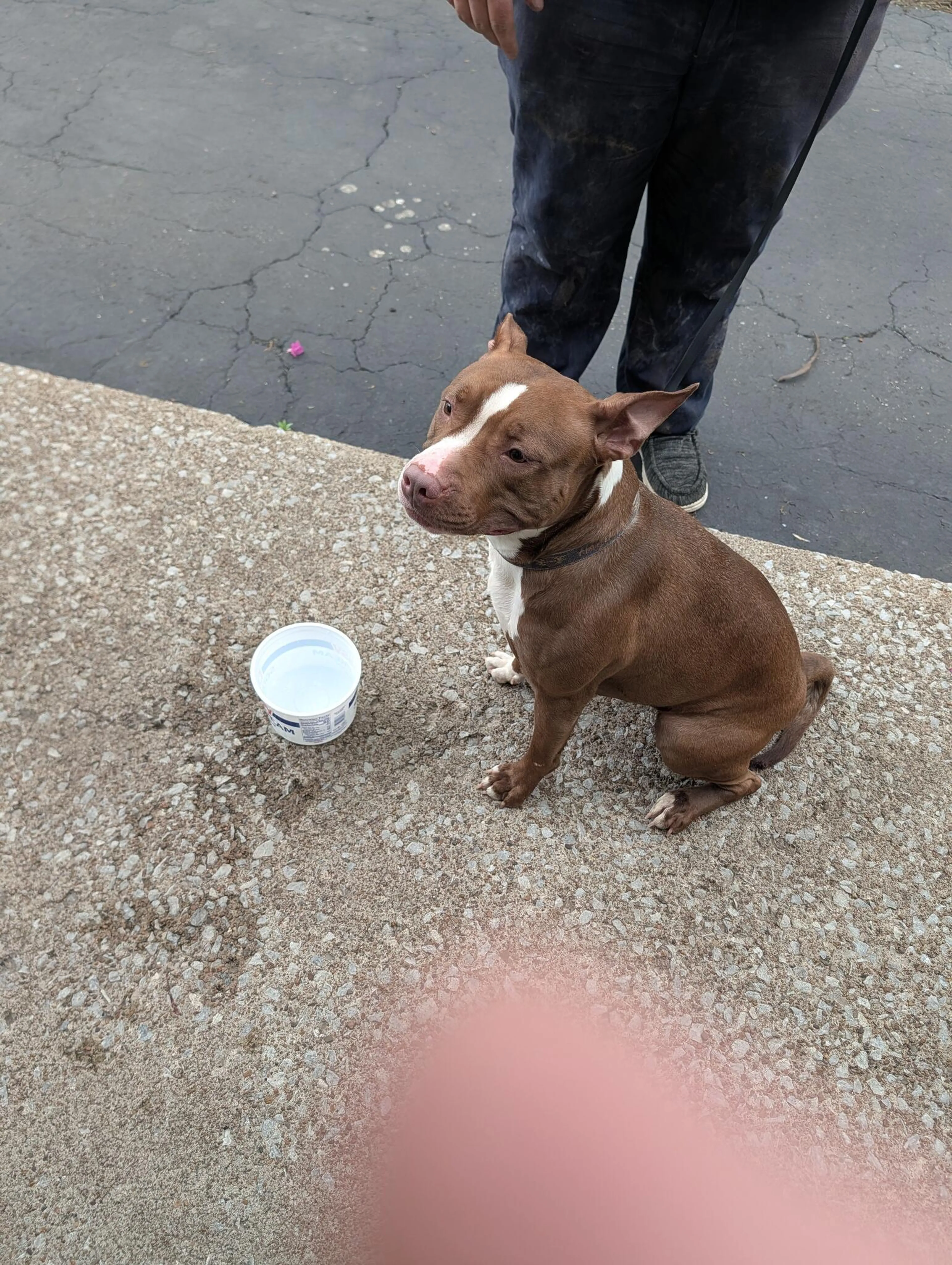 Found pet