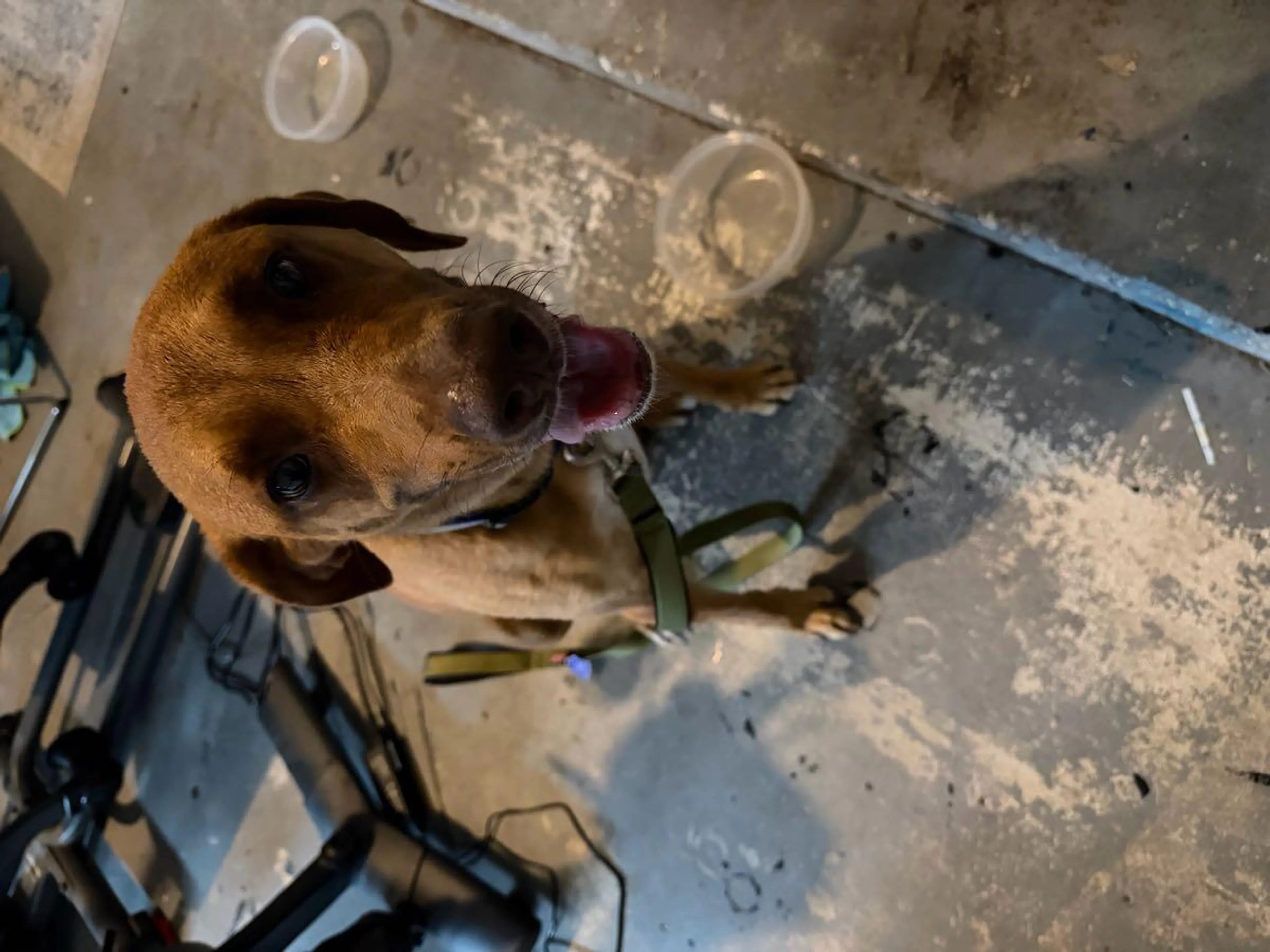Found pet