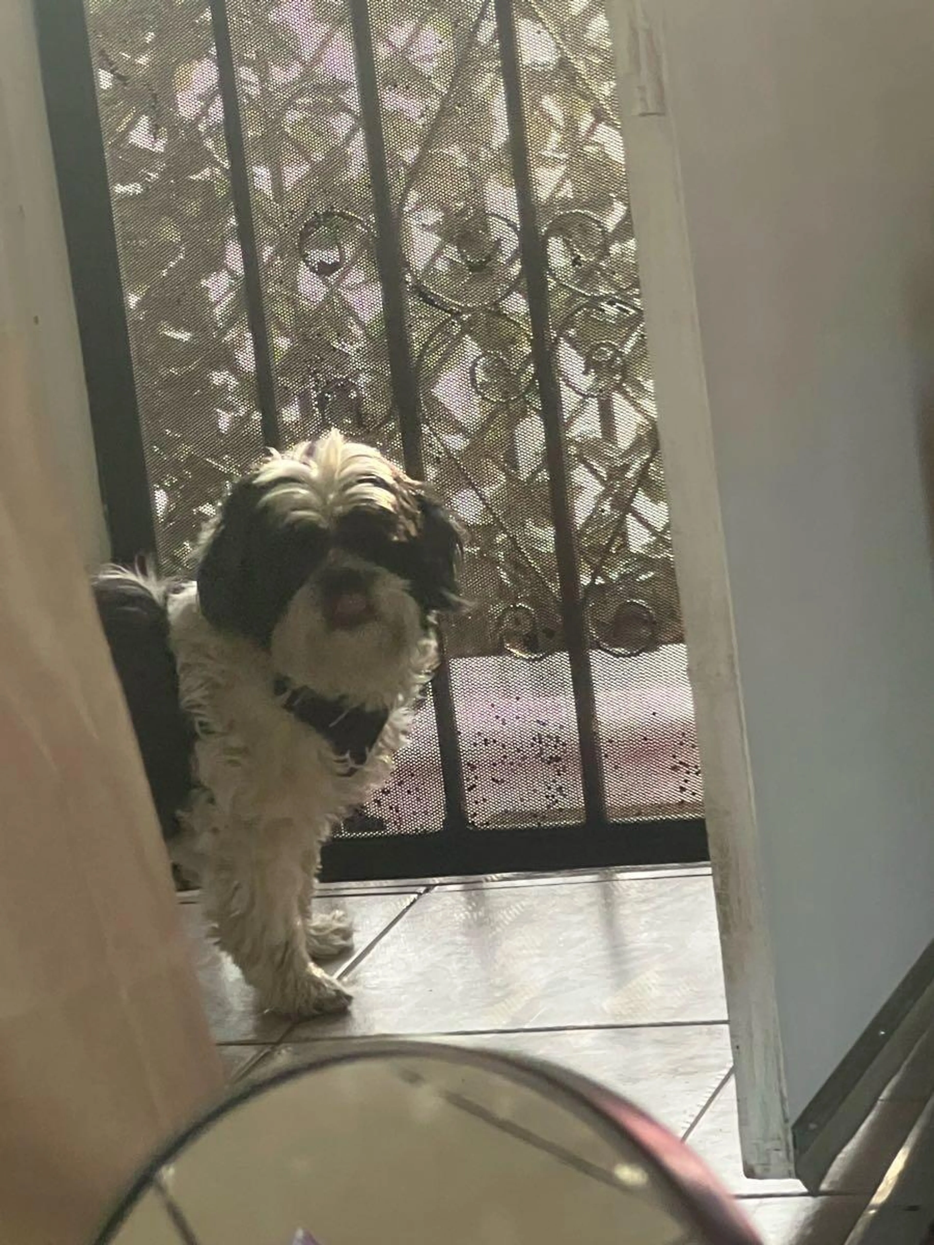 Lost pet