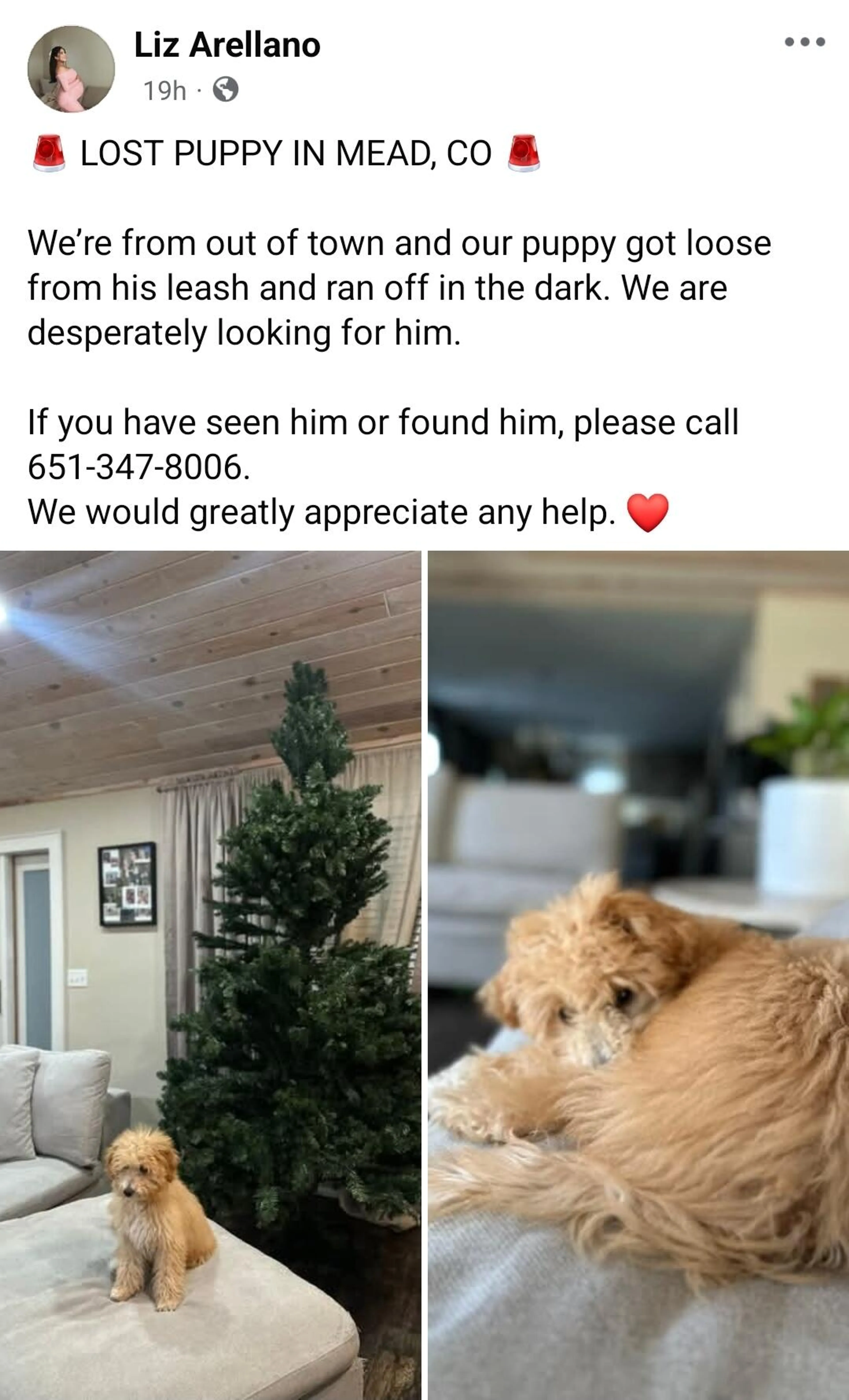 Lost pet