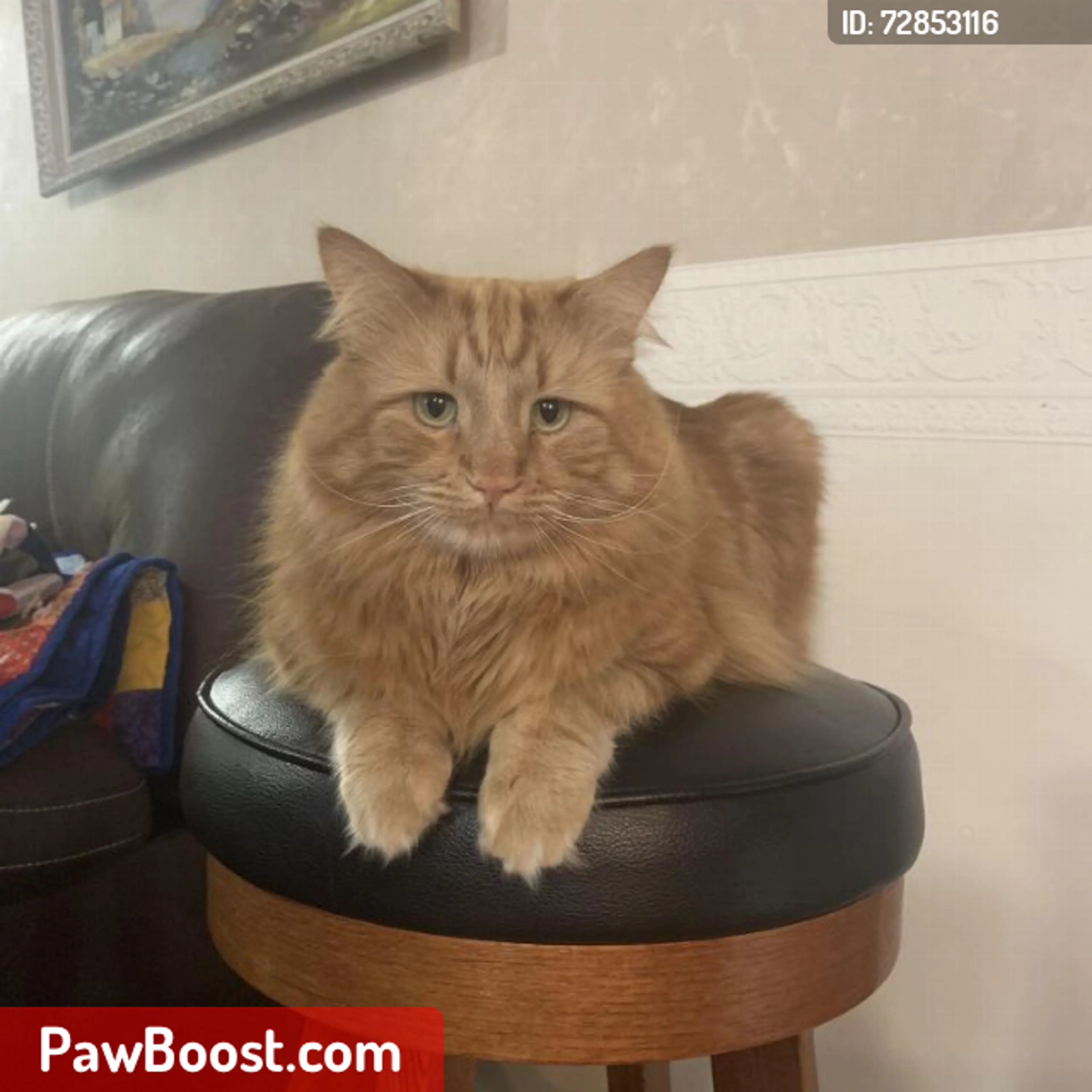 Lost pet