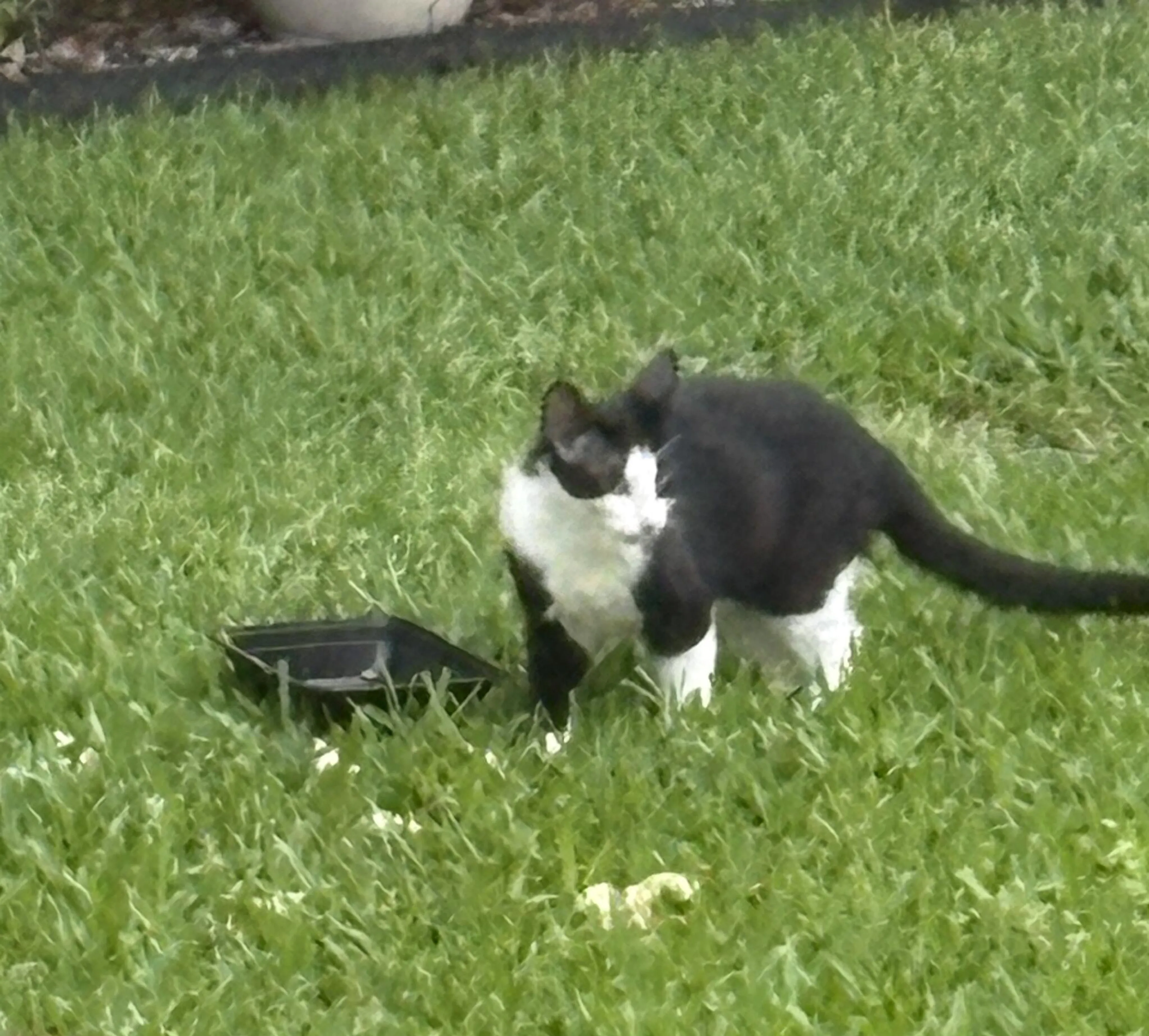 Found pet