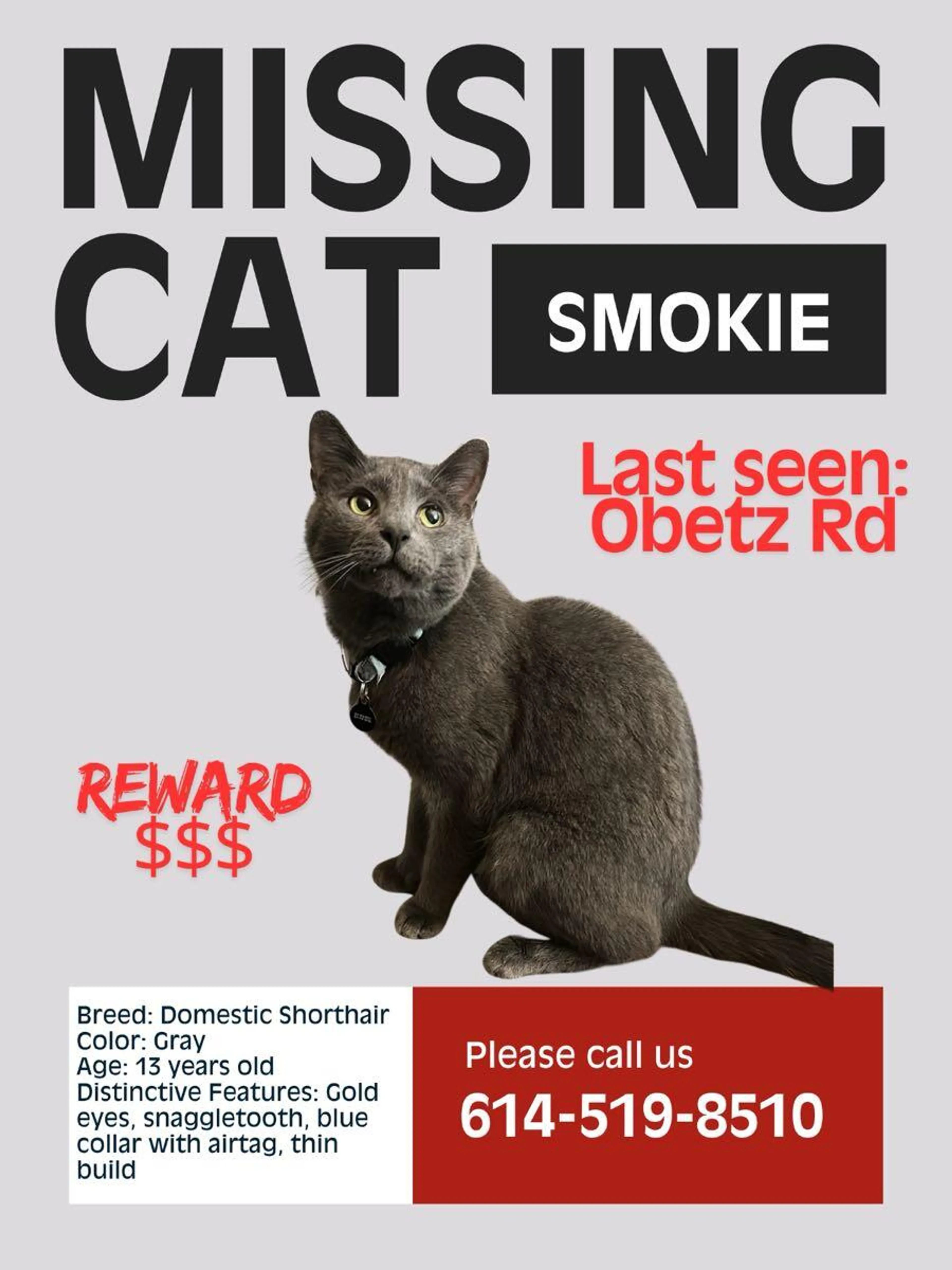 Lost pet