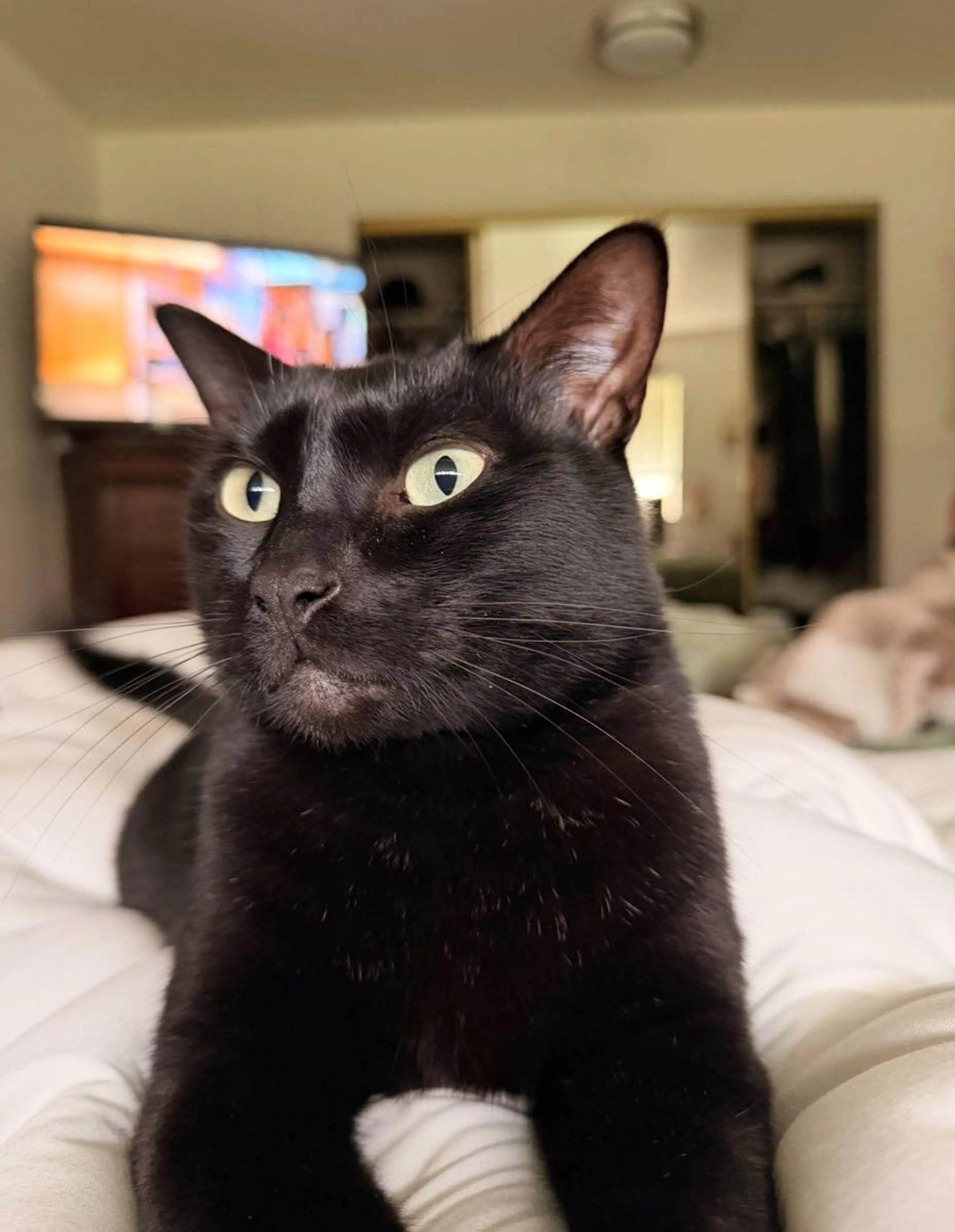 Lost pet