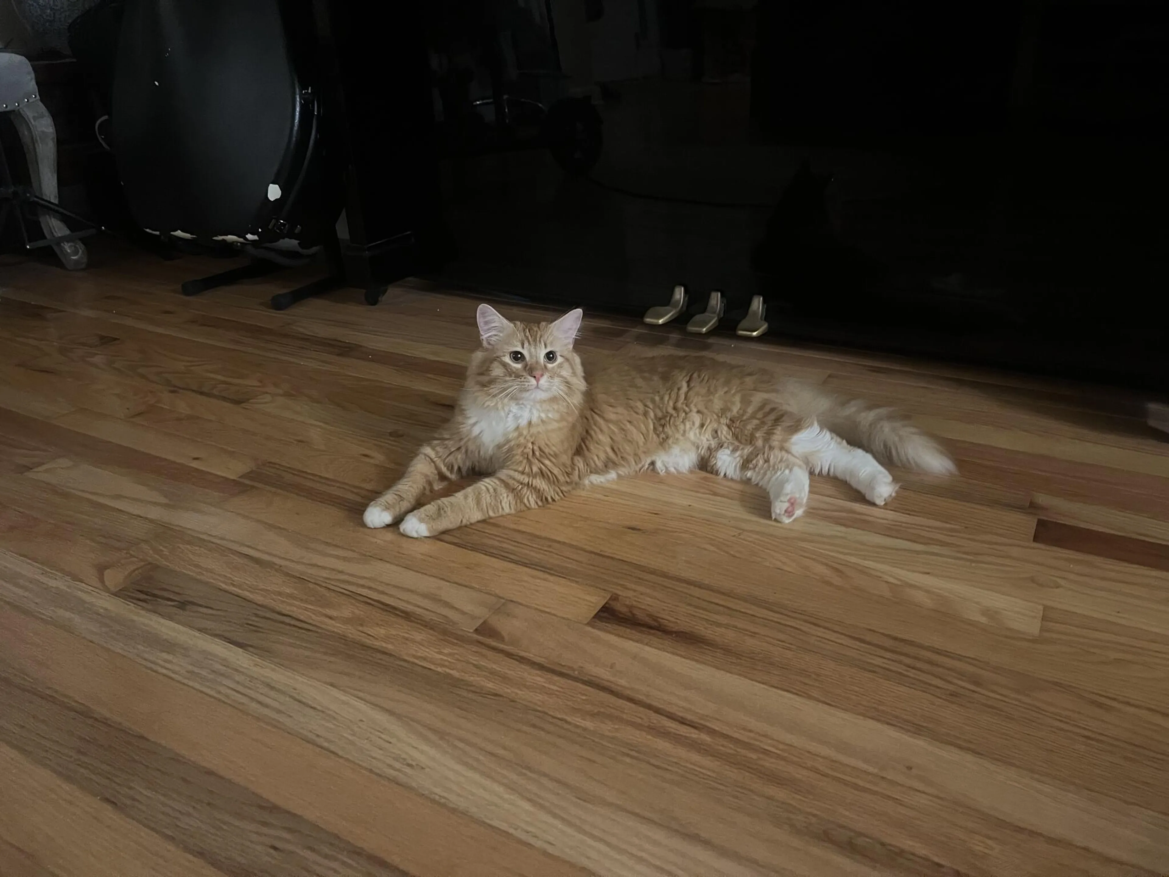 Found pet