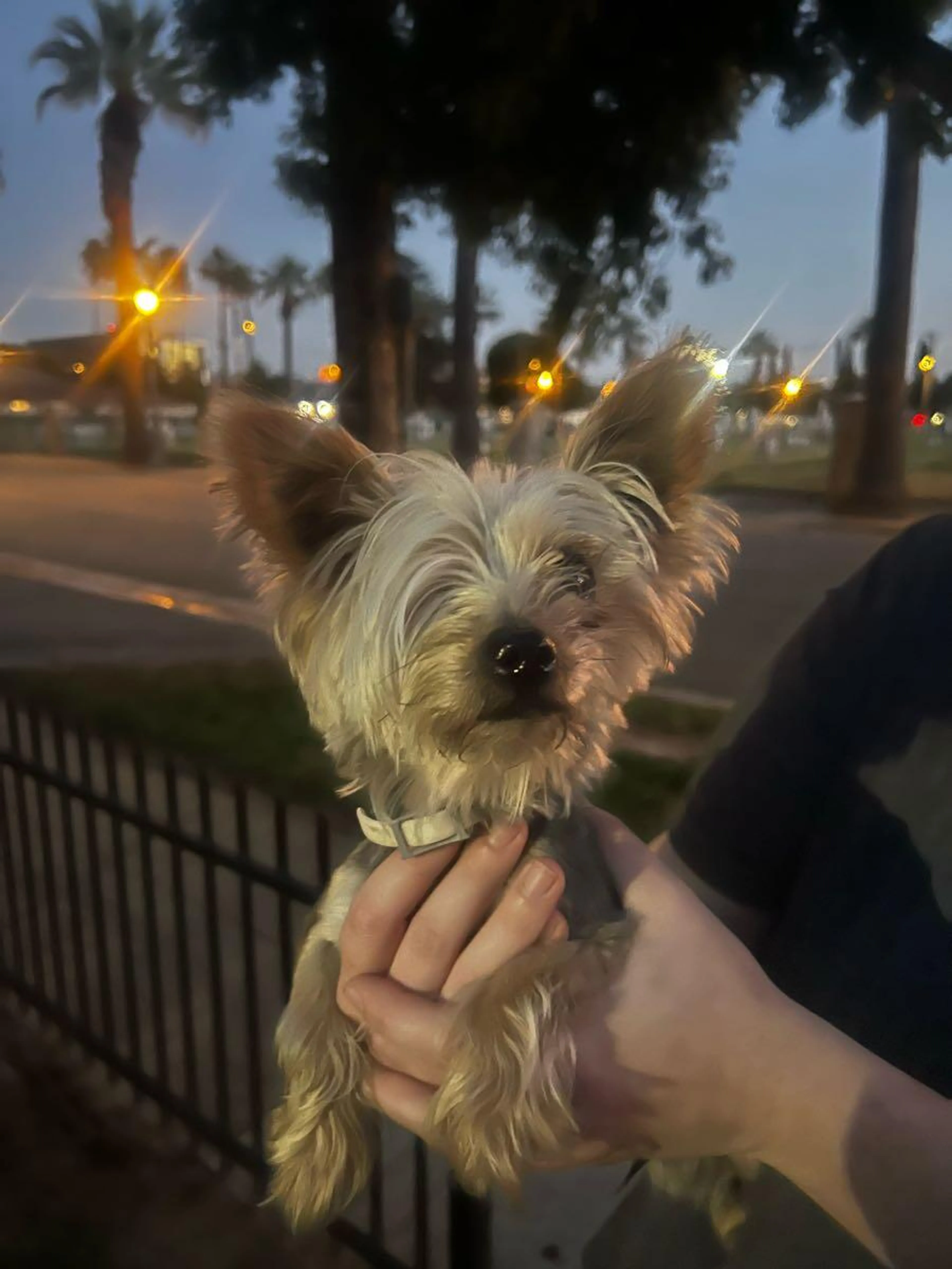 Found pet