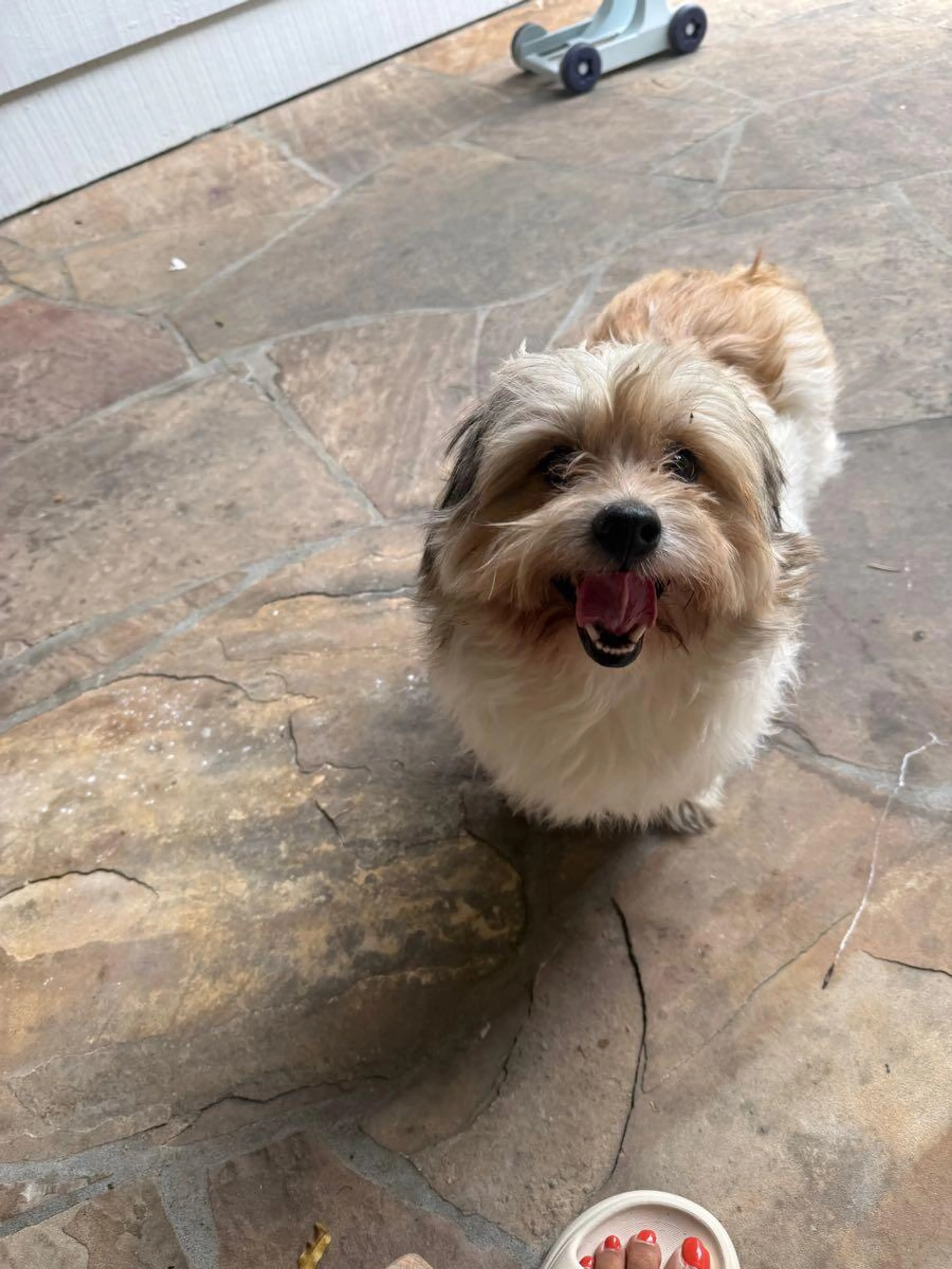 Found pet