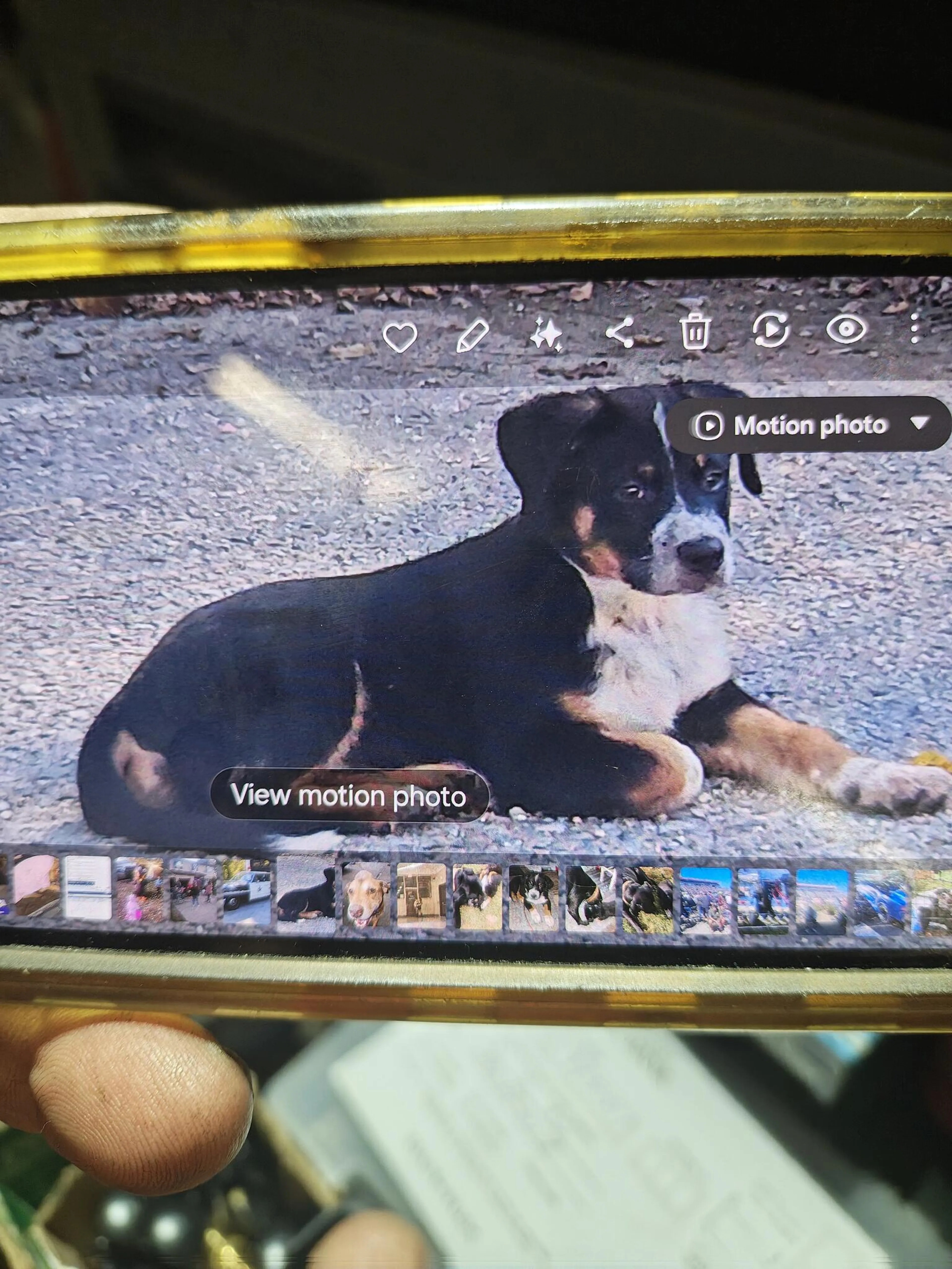 Lost pet