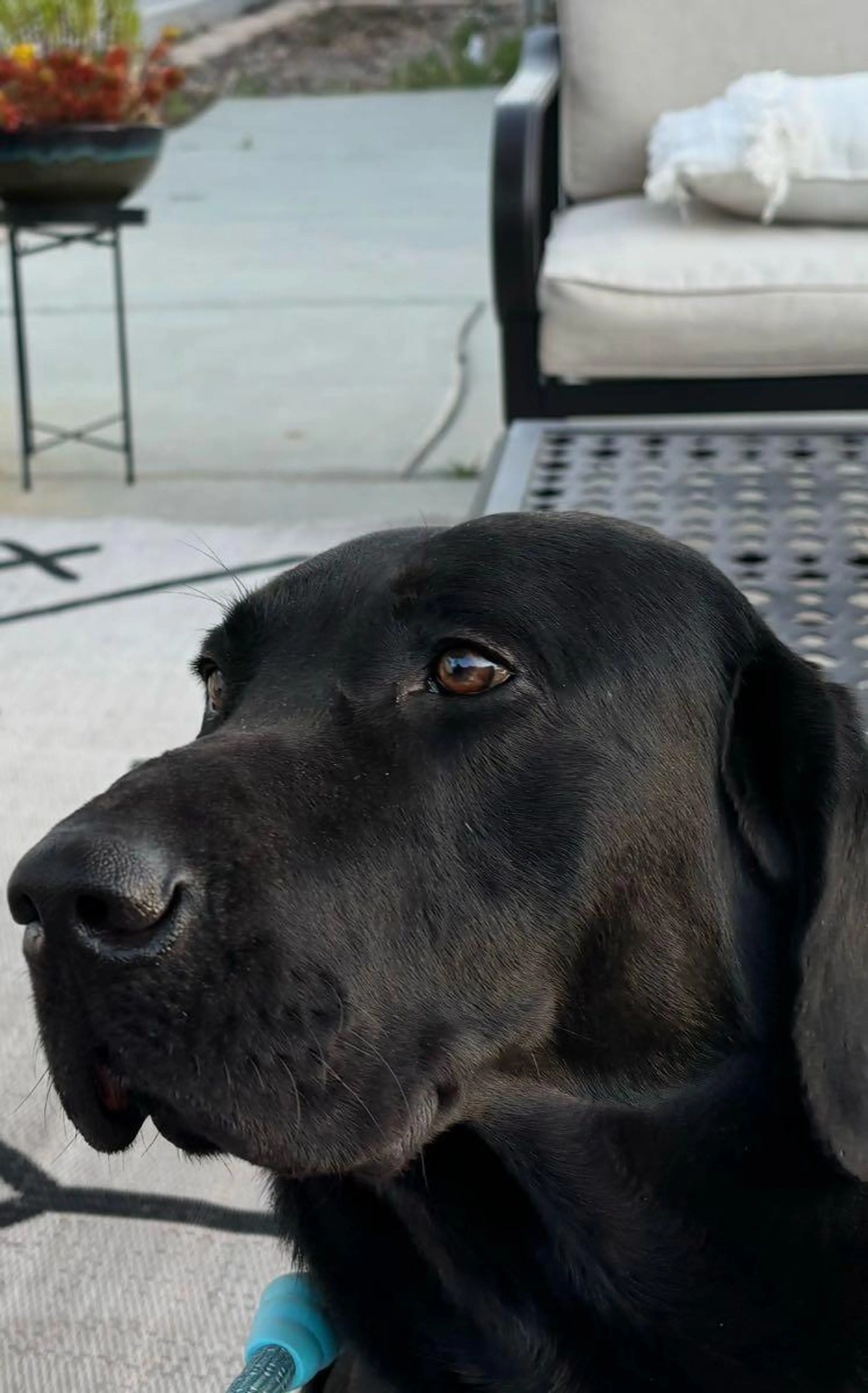 Lost pet