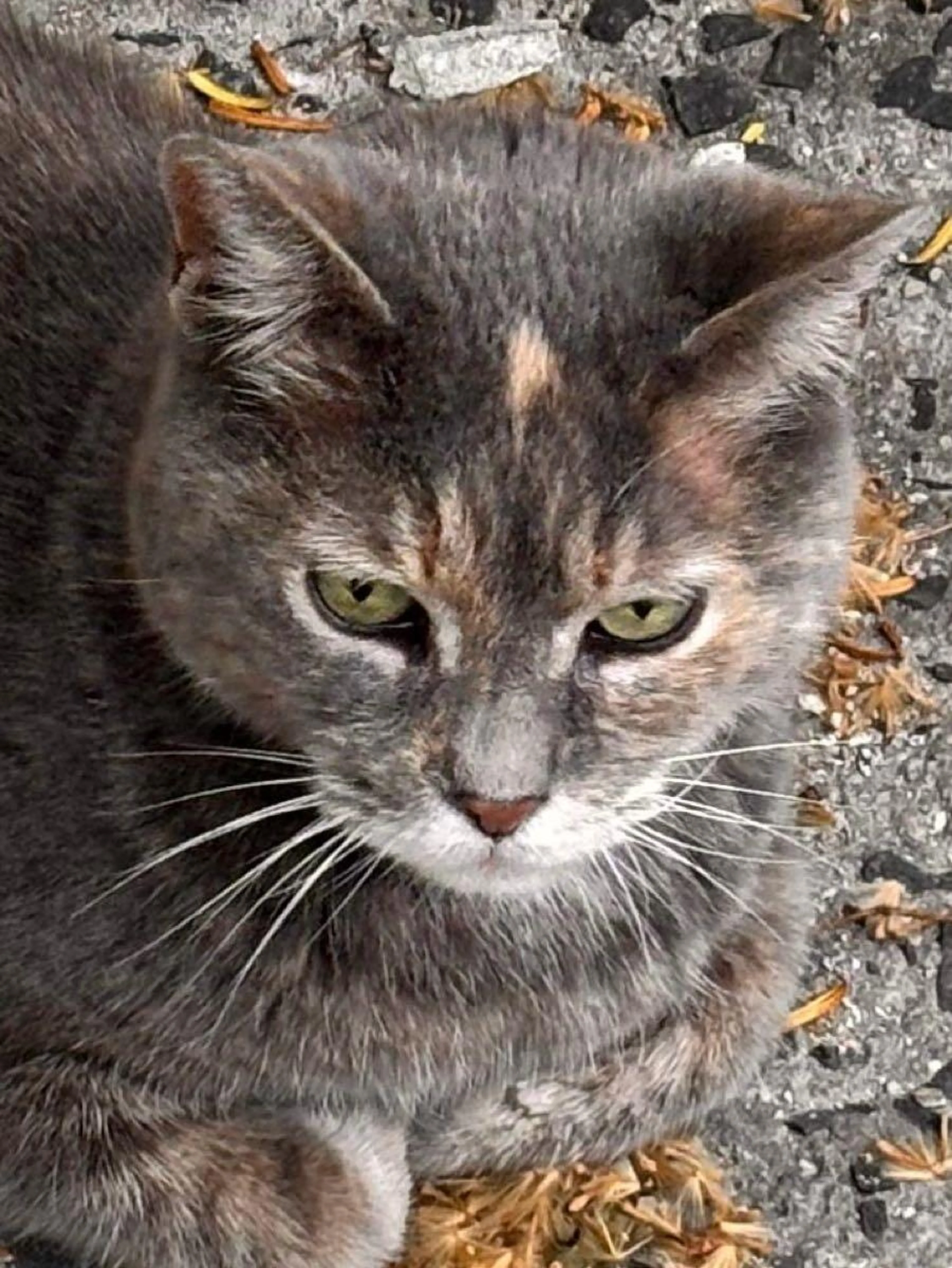 Found pet