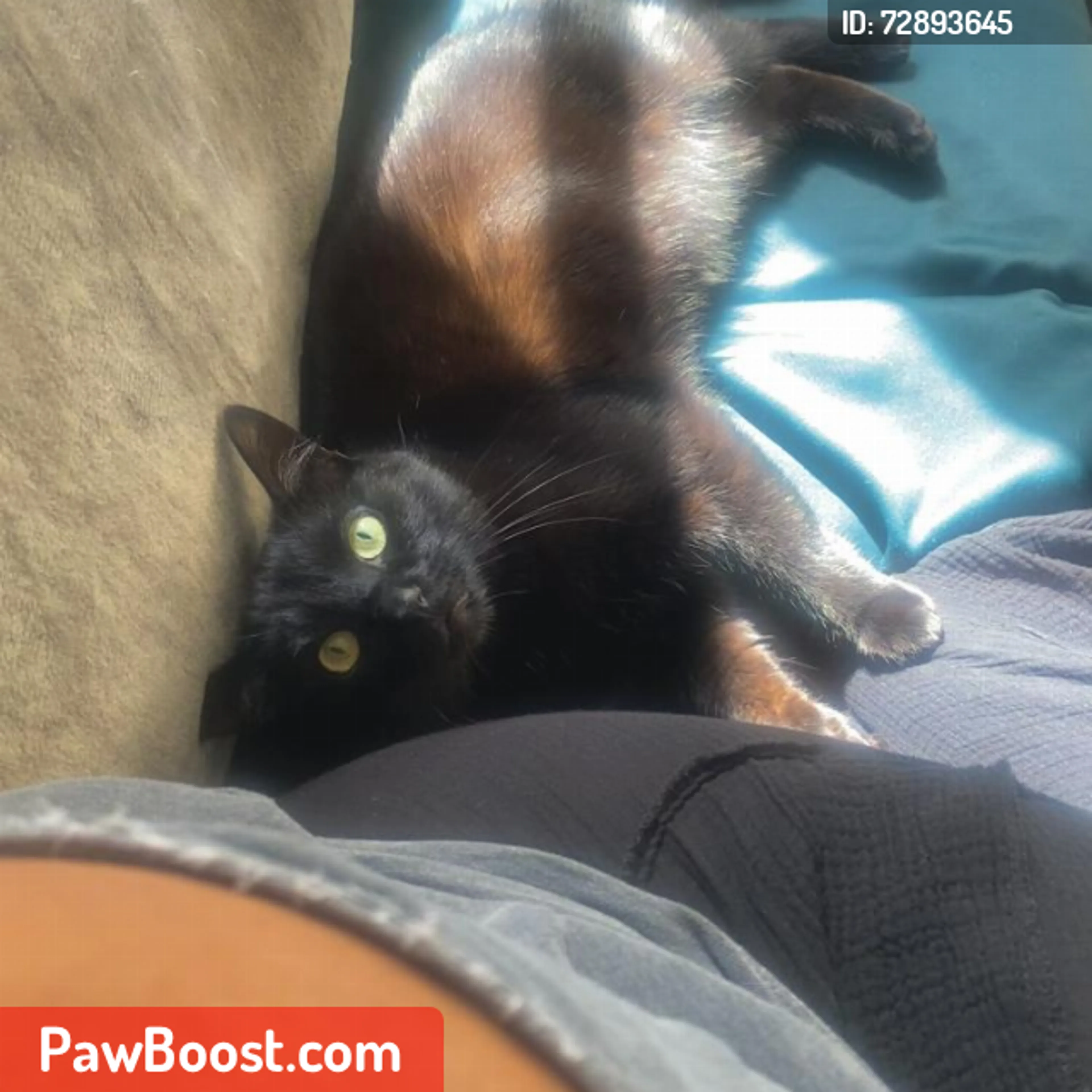 Lost pet