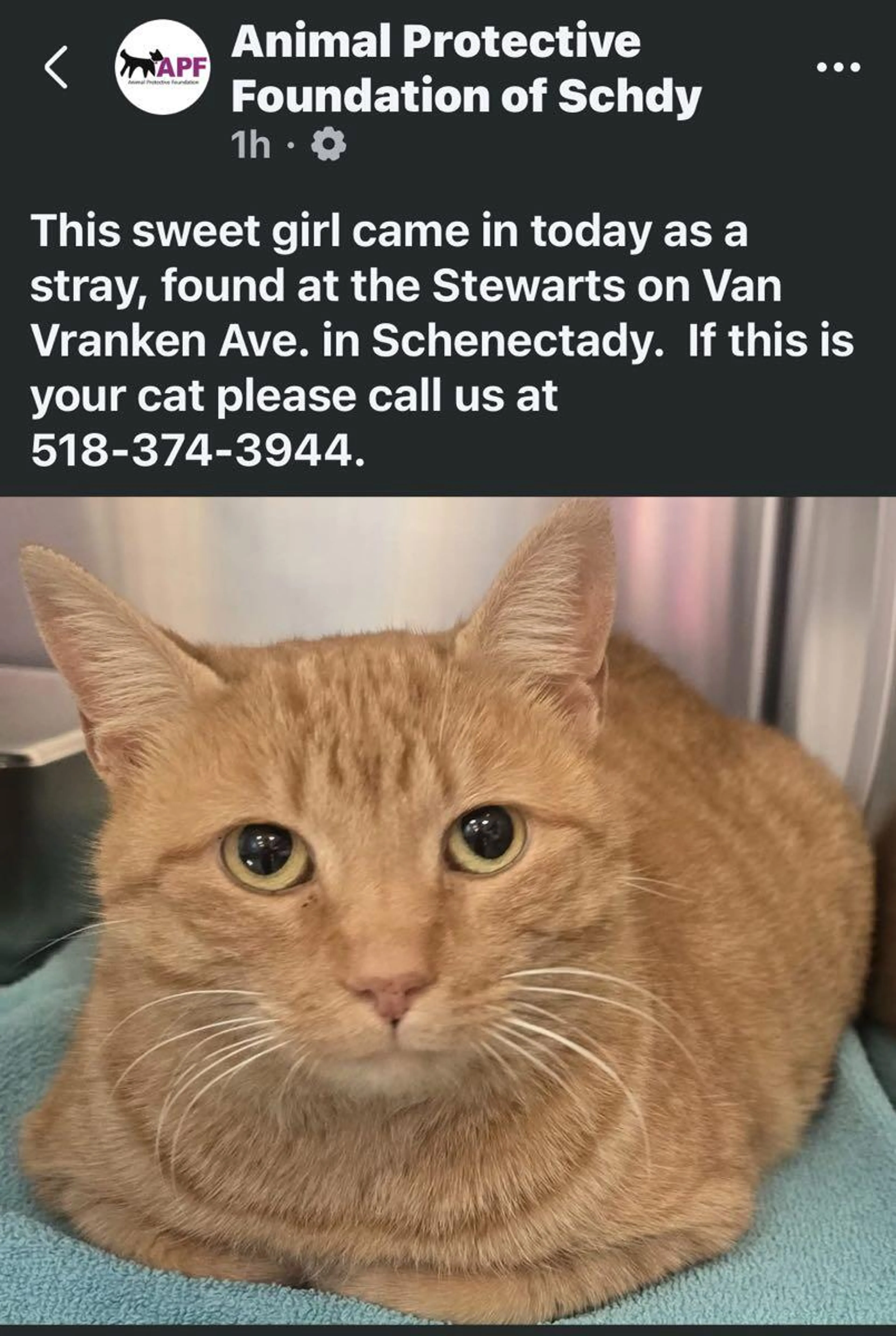 Found pet