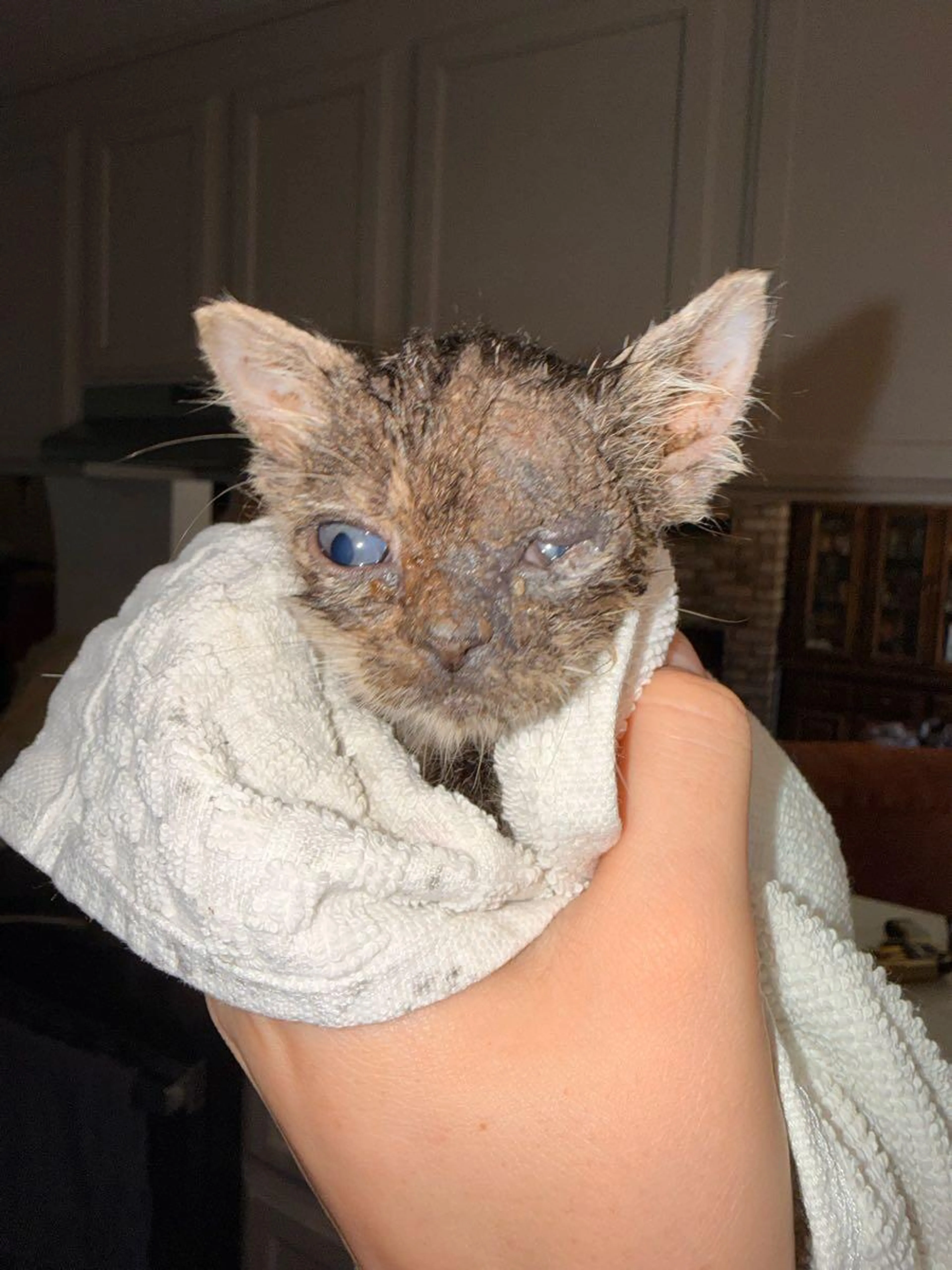 Found pet
