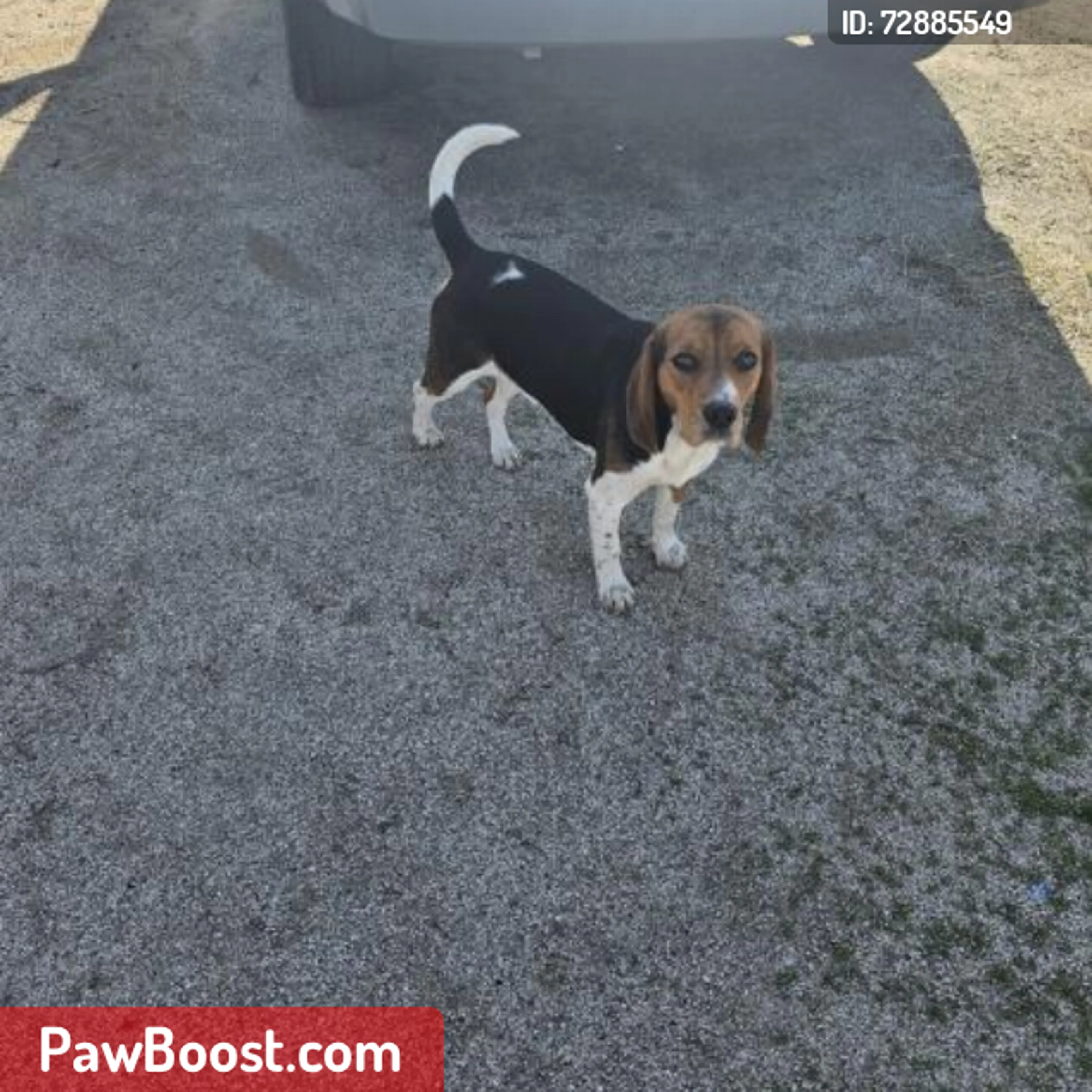 Lost pet