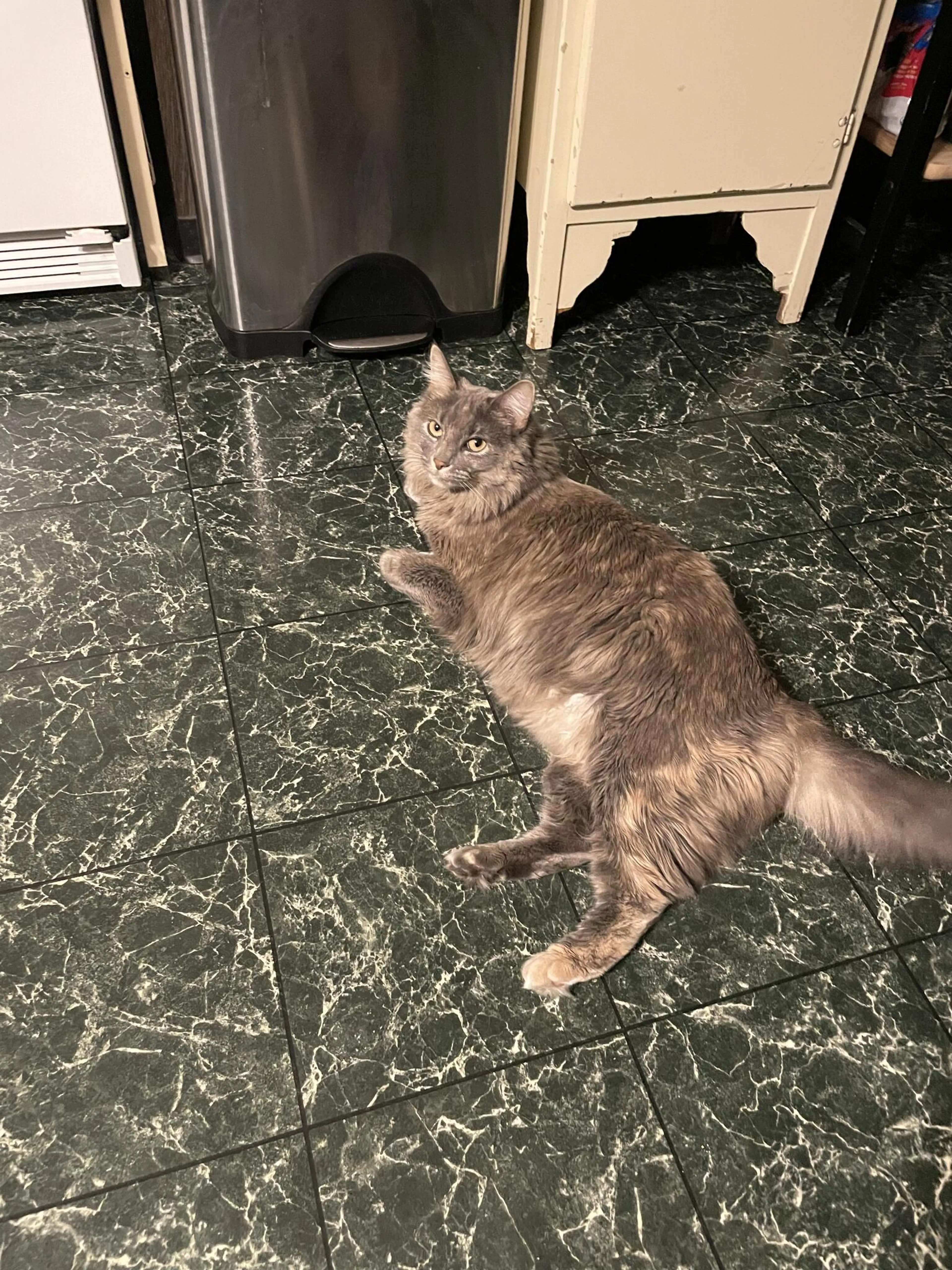Lost pet