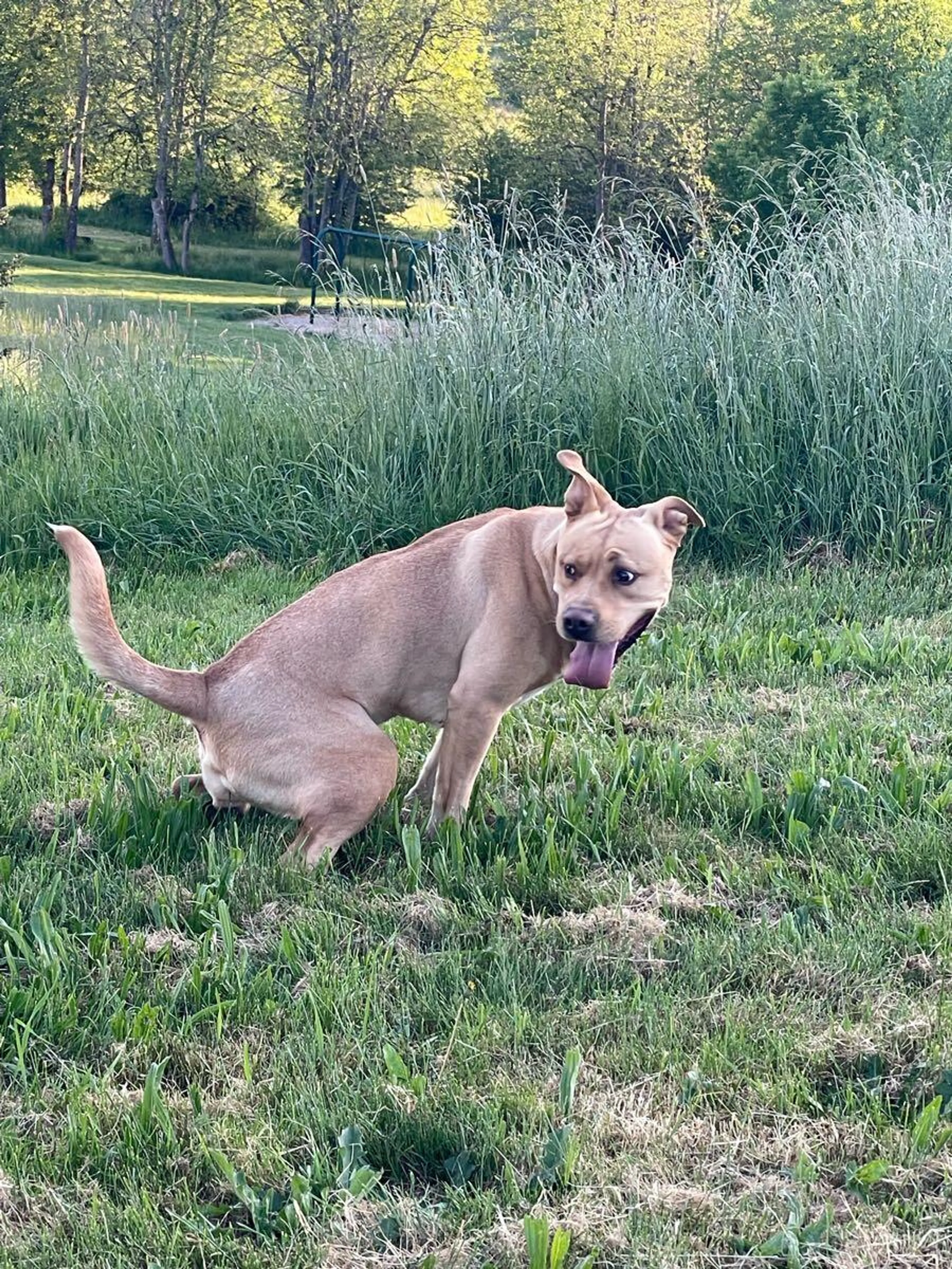 Found pet