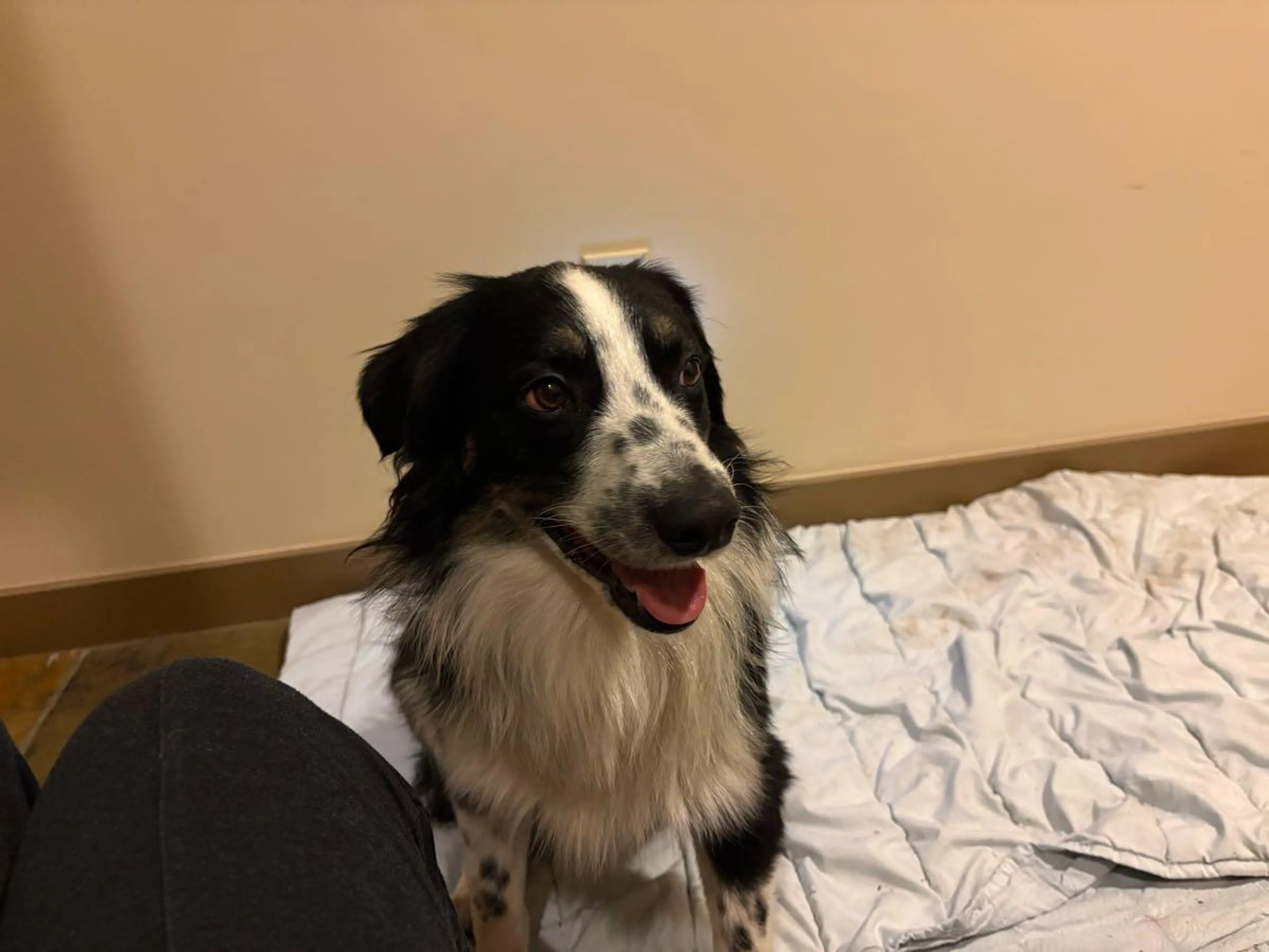 Lost pet