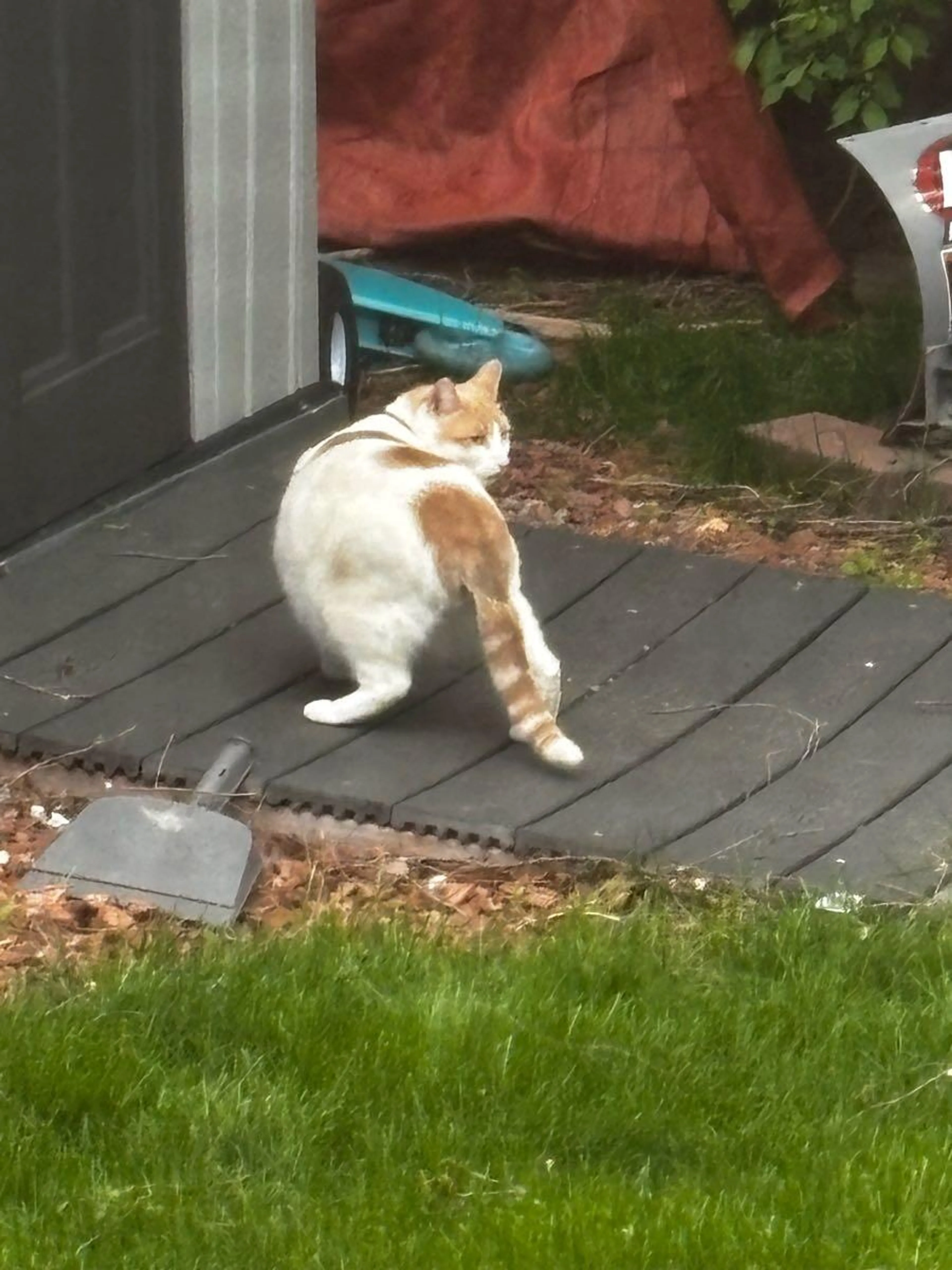Found pet