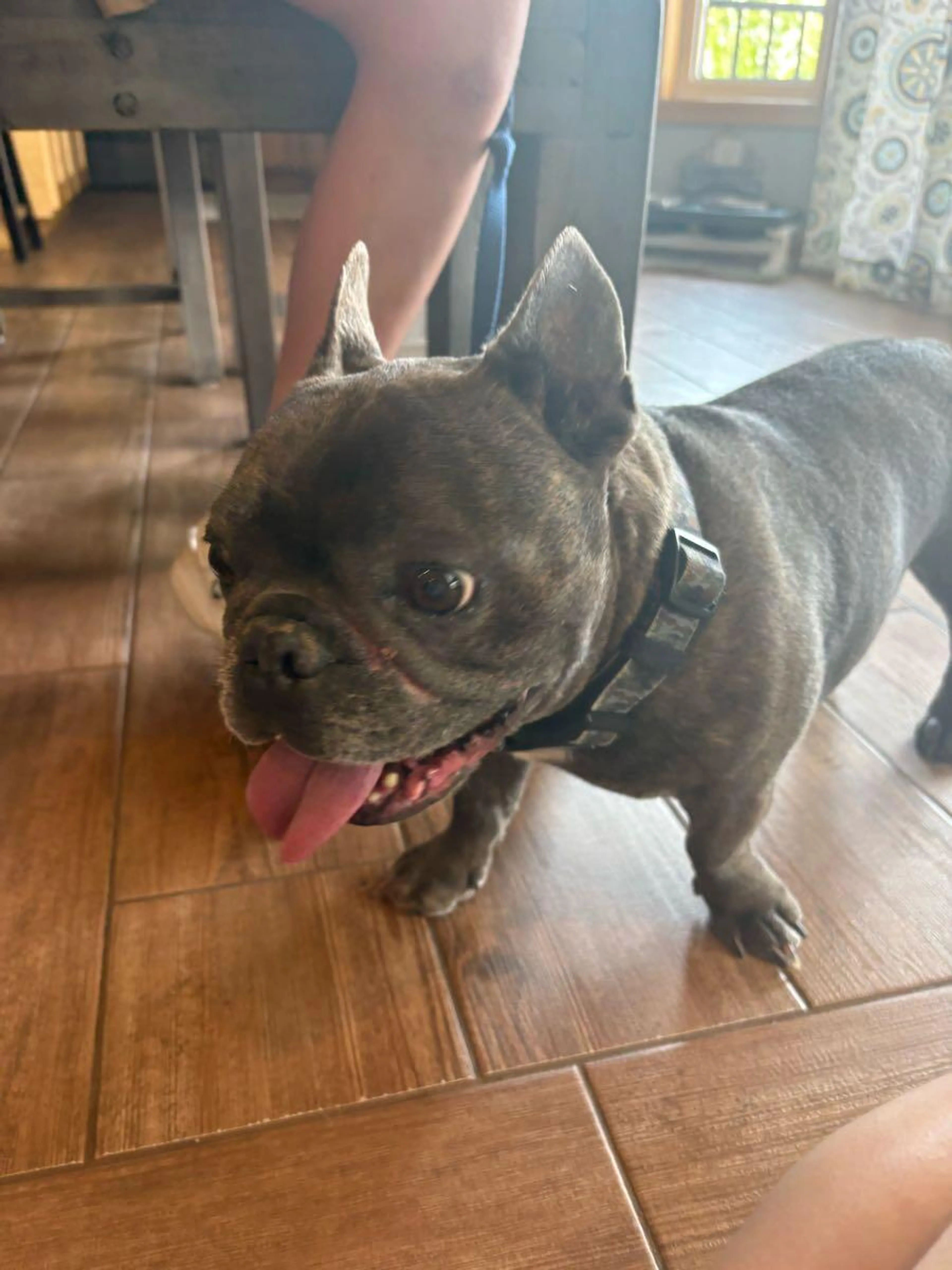 Lost pet