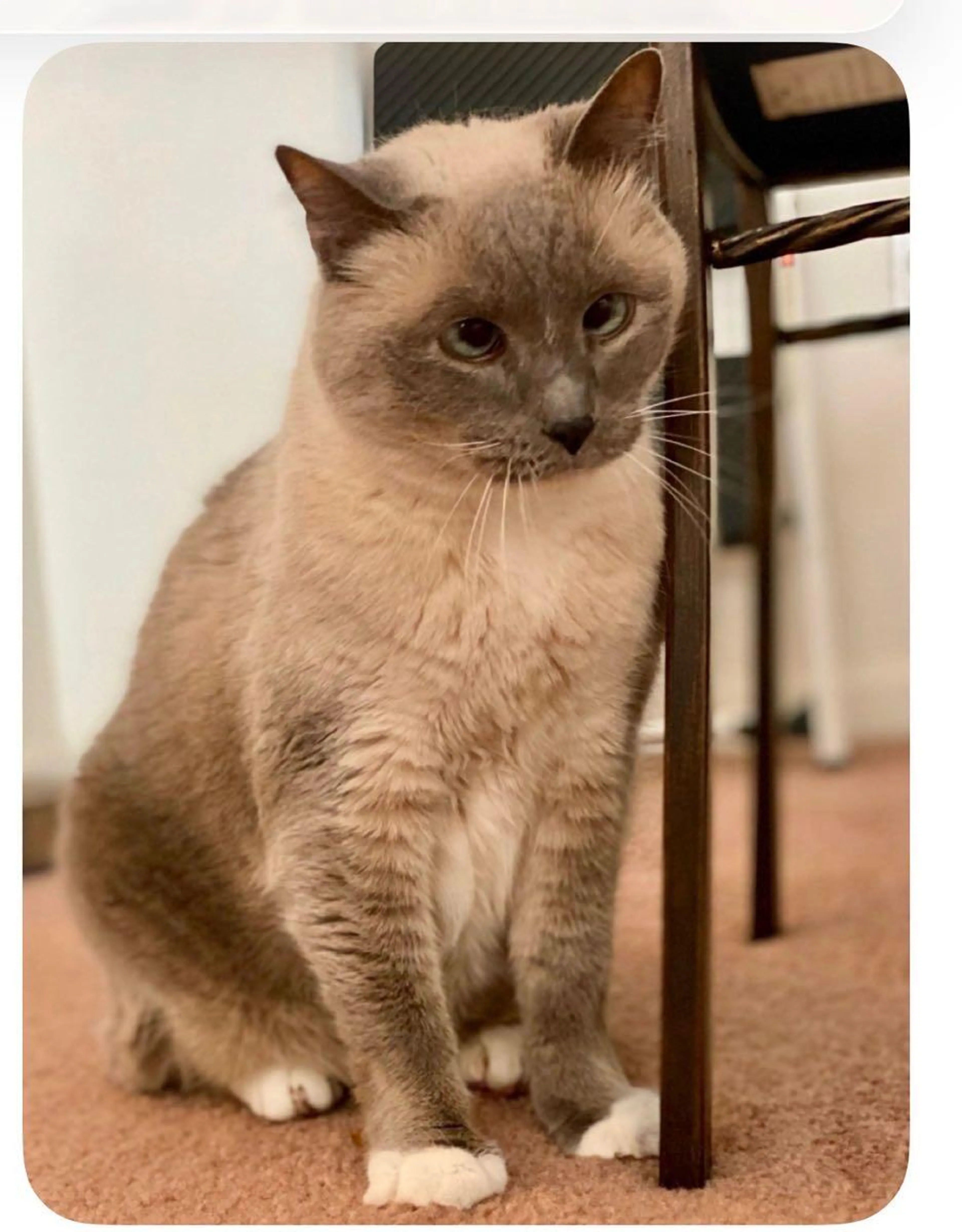 Lost pet
