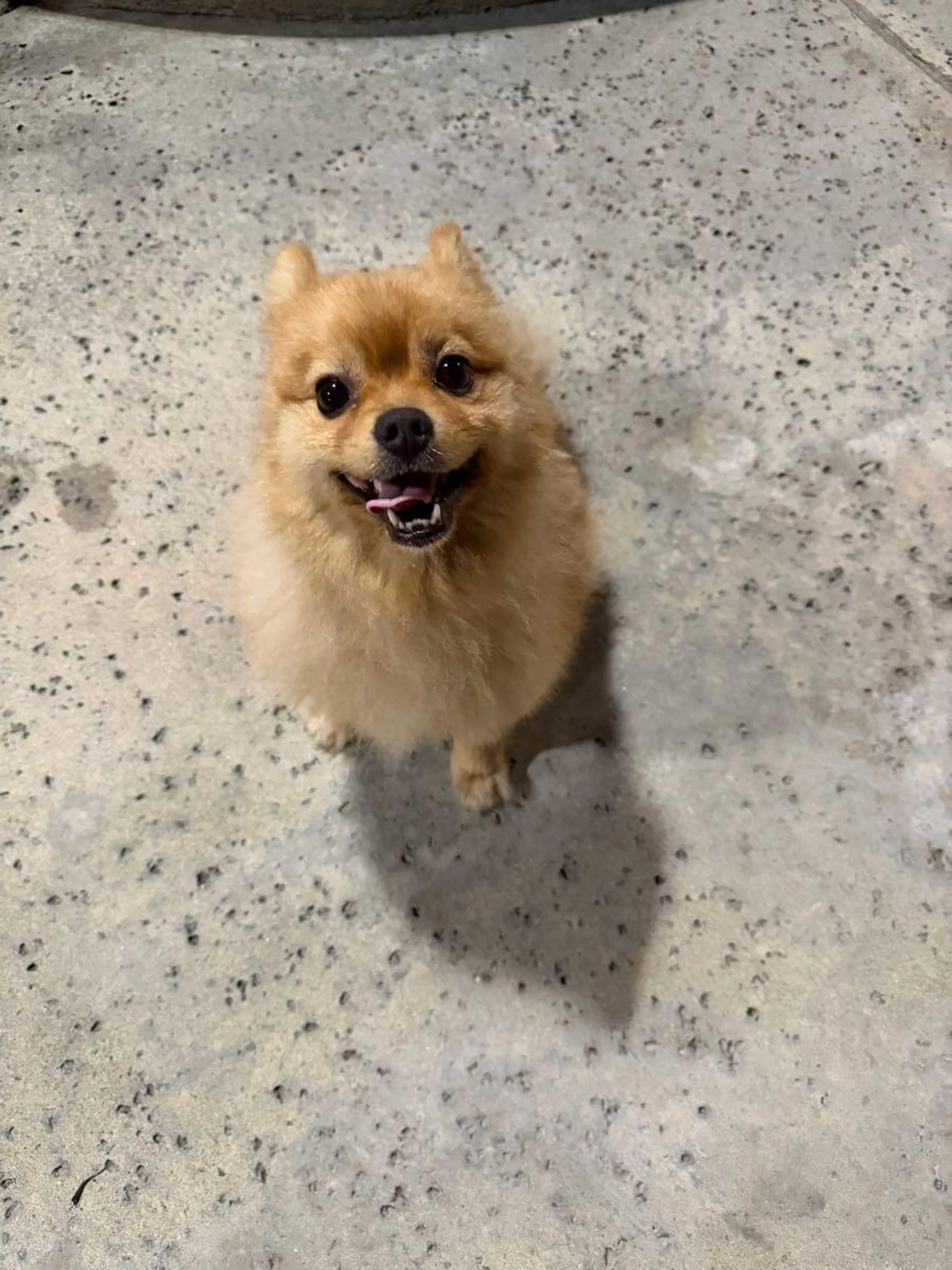 Found pet