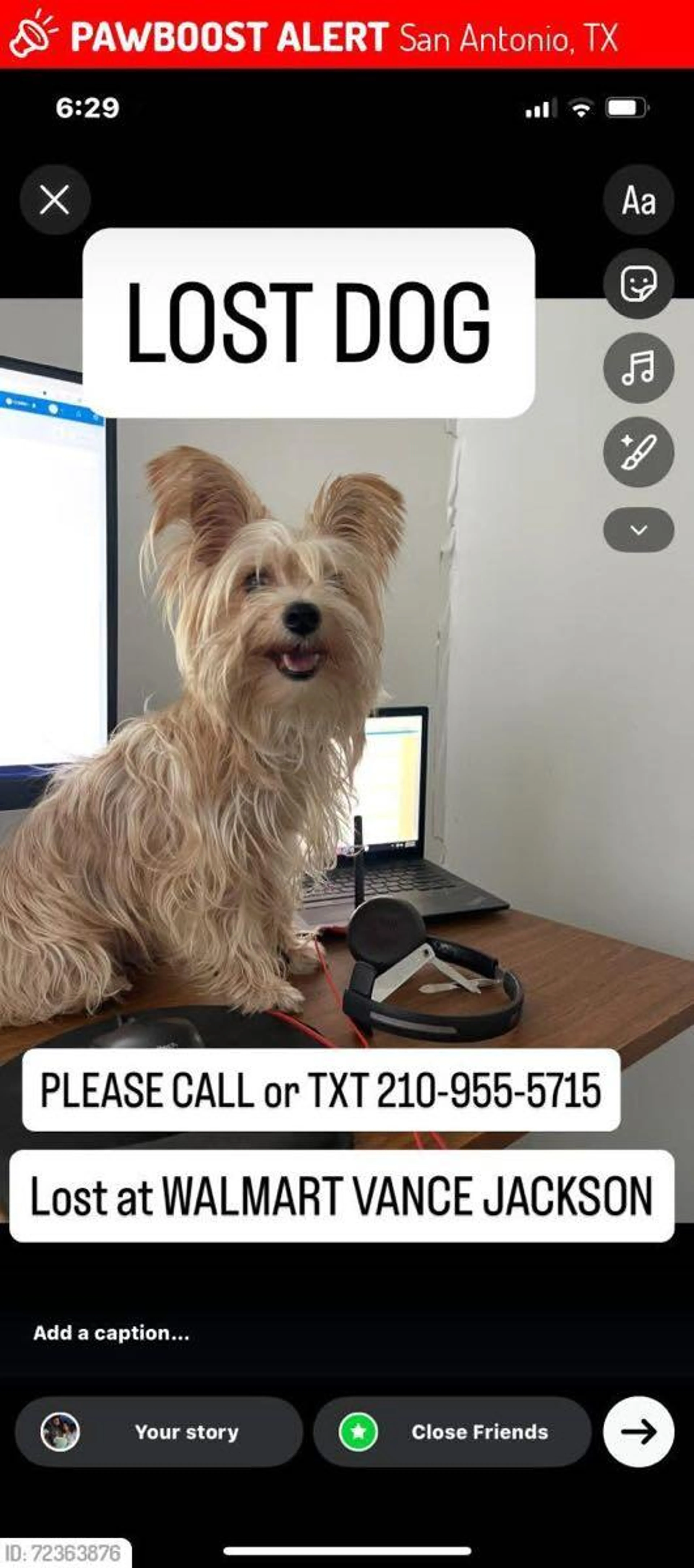 Lost pet