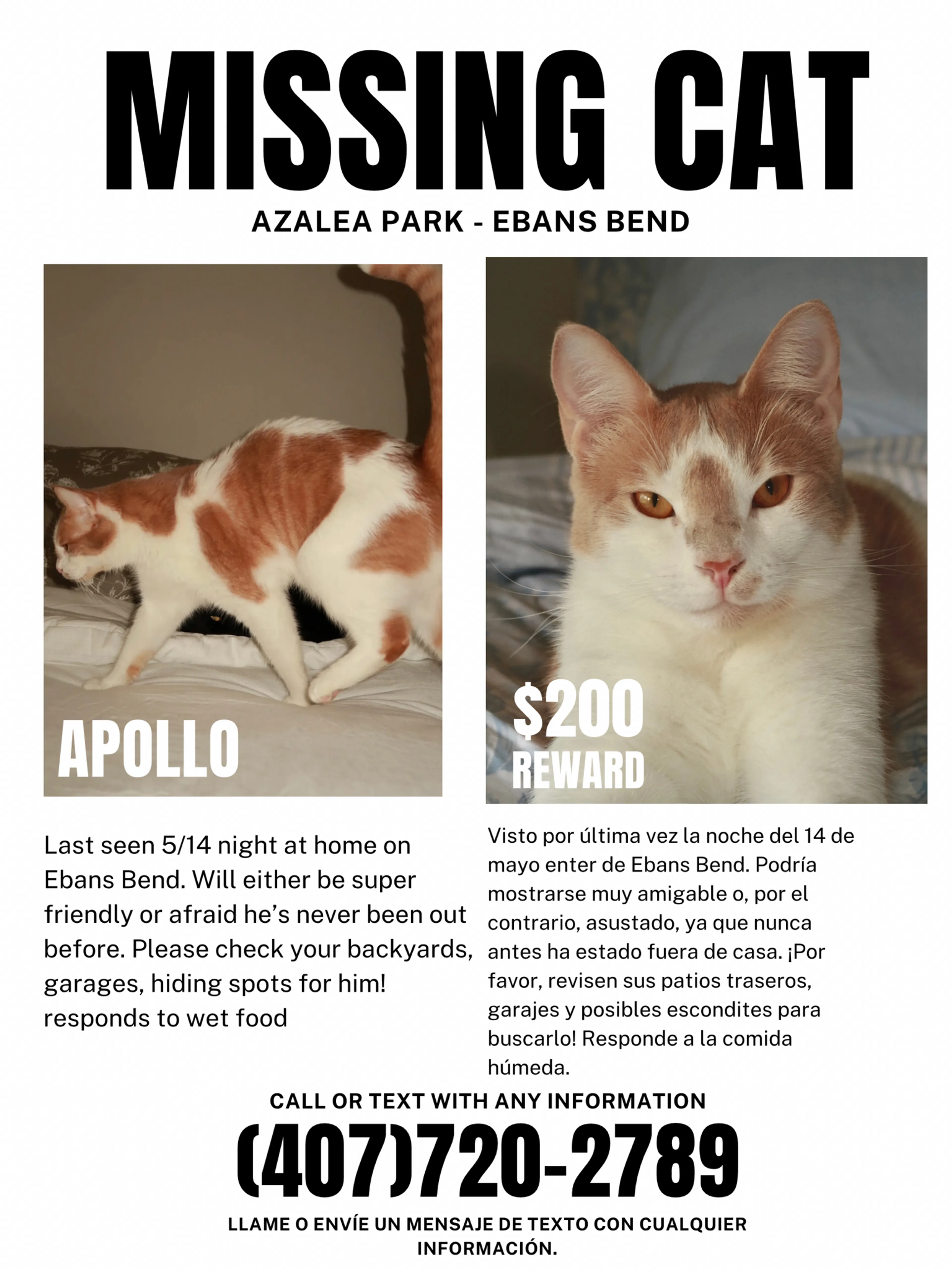 Lost pet